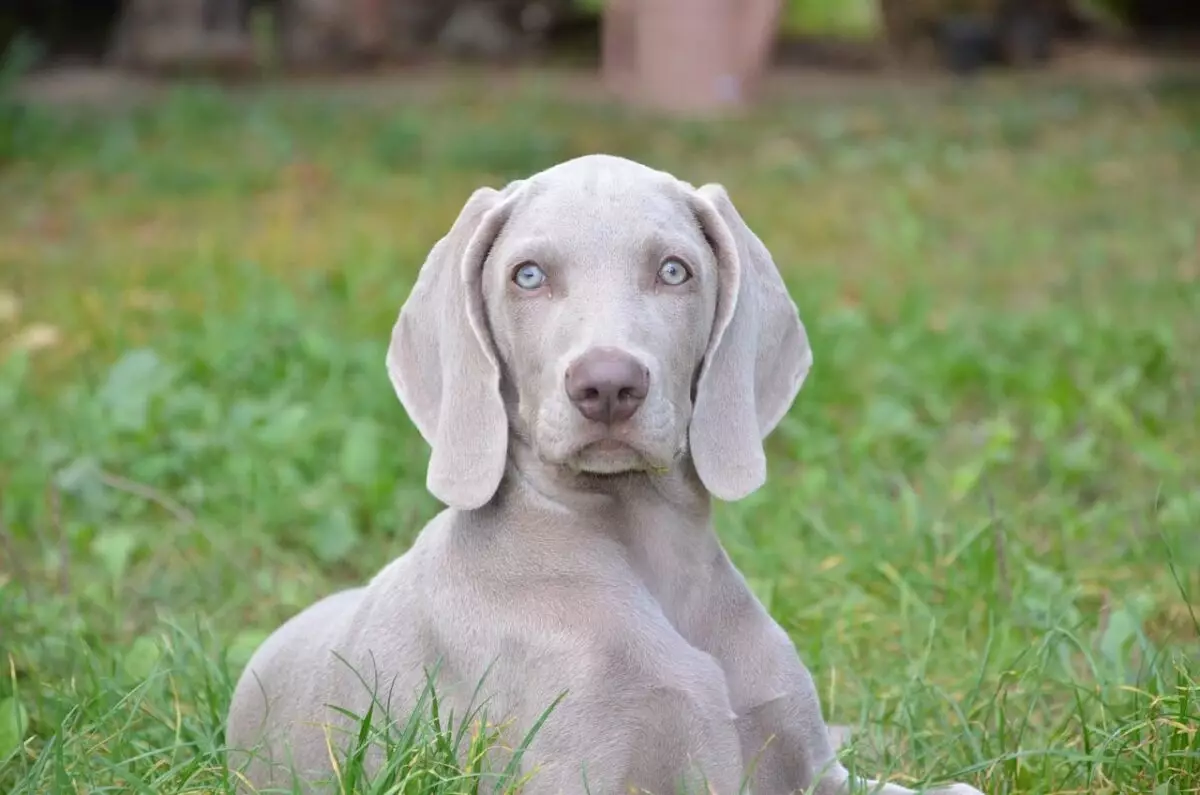 Essential Gear for Weimaraner Owners: Ensuring Their Well-Being