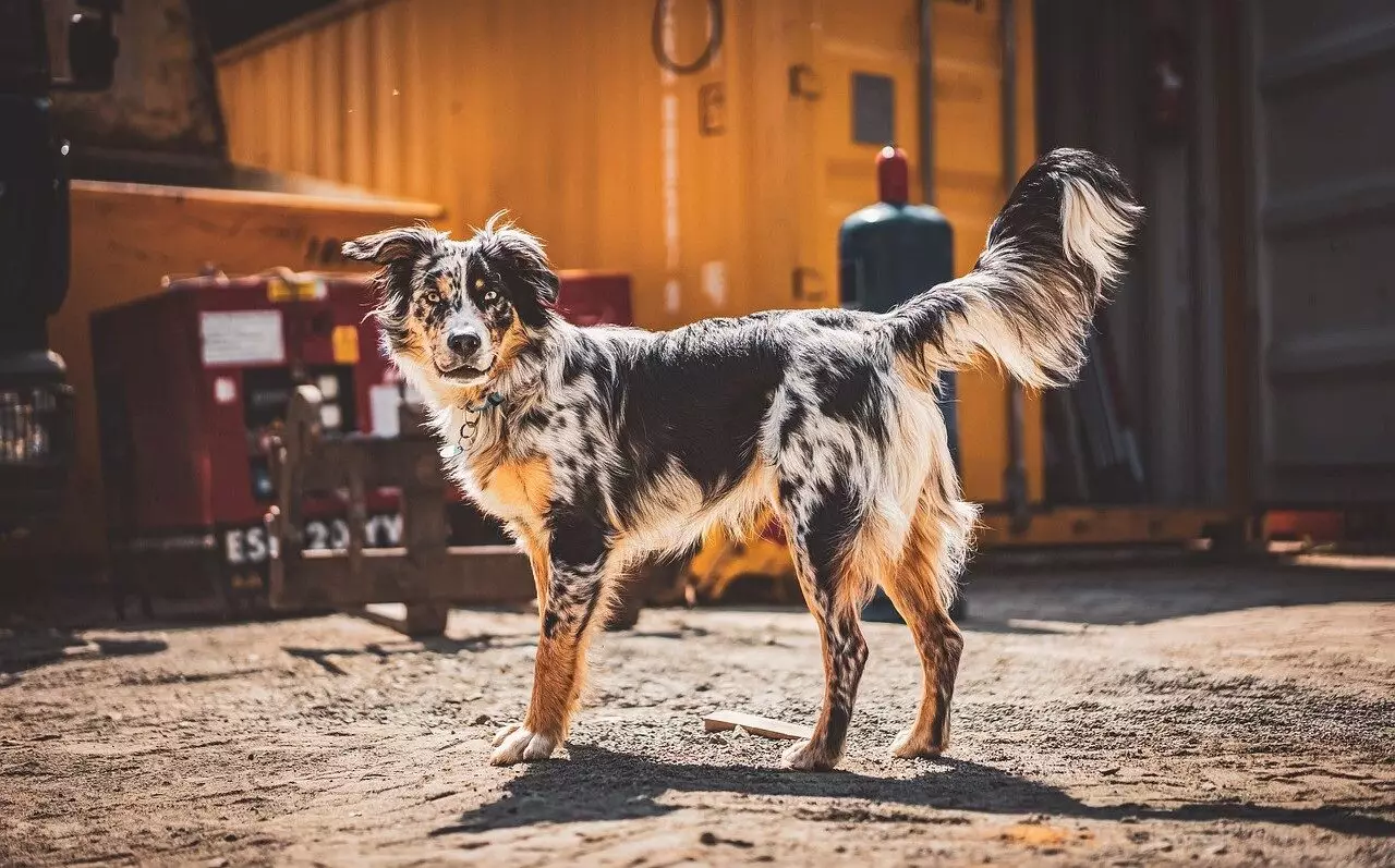 The Extraordinary Sensing Abilities of Canine Protectors