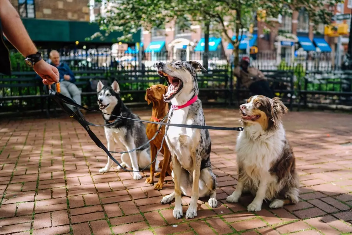 The Unmatched Joy of Having a Dog: A Deep Dive into Canine Companionship