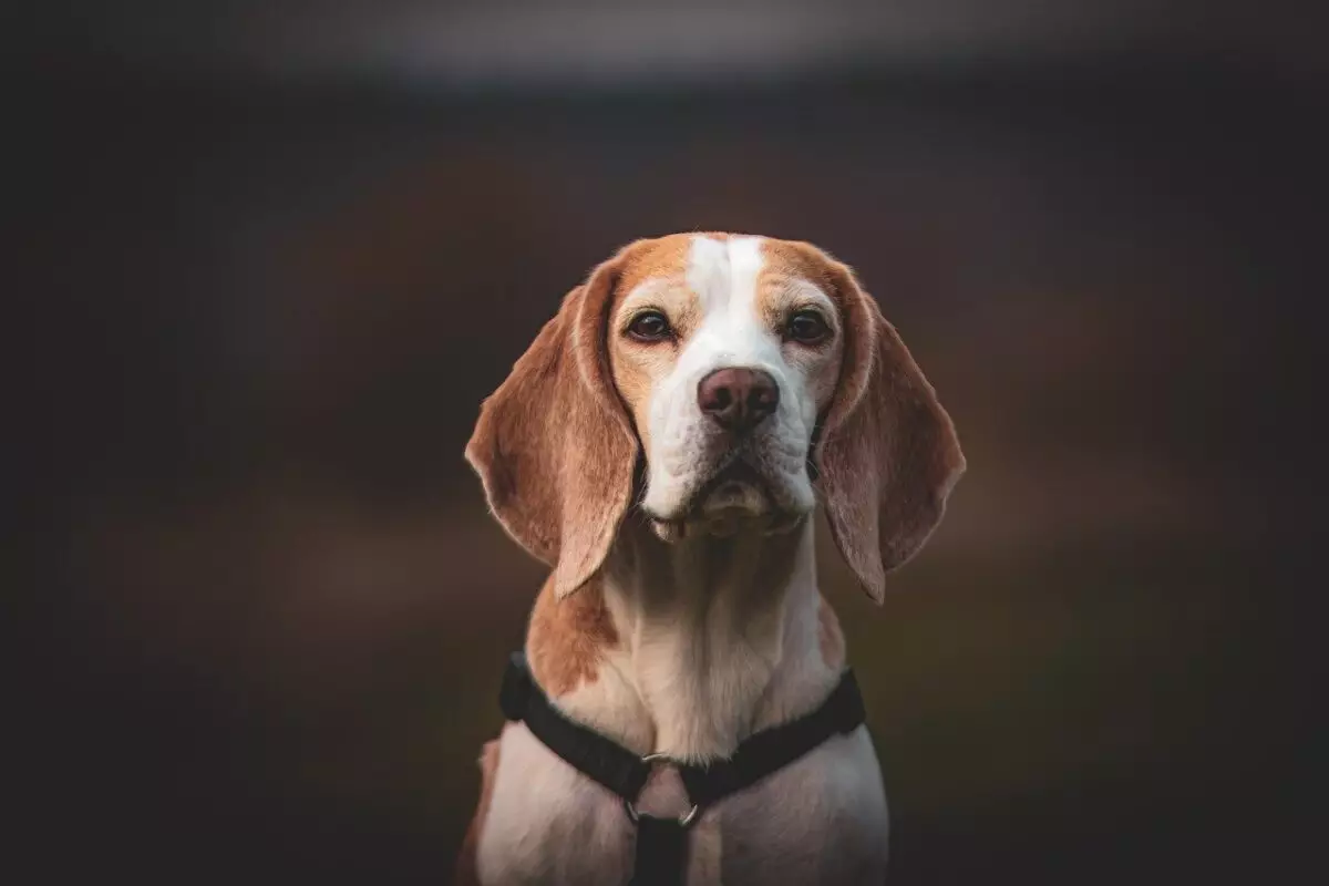 The Charming World of Beagles: Nine Surprising Facts