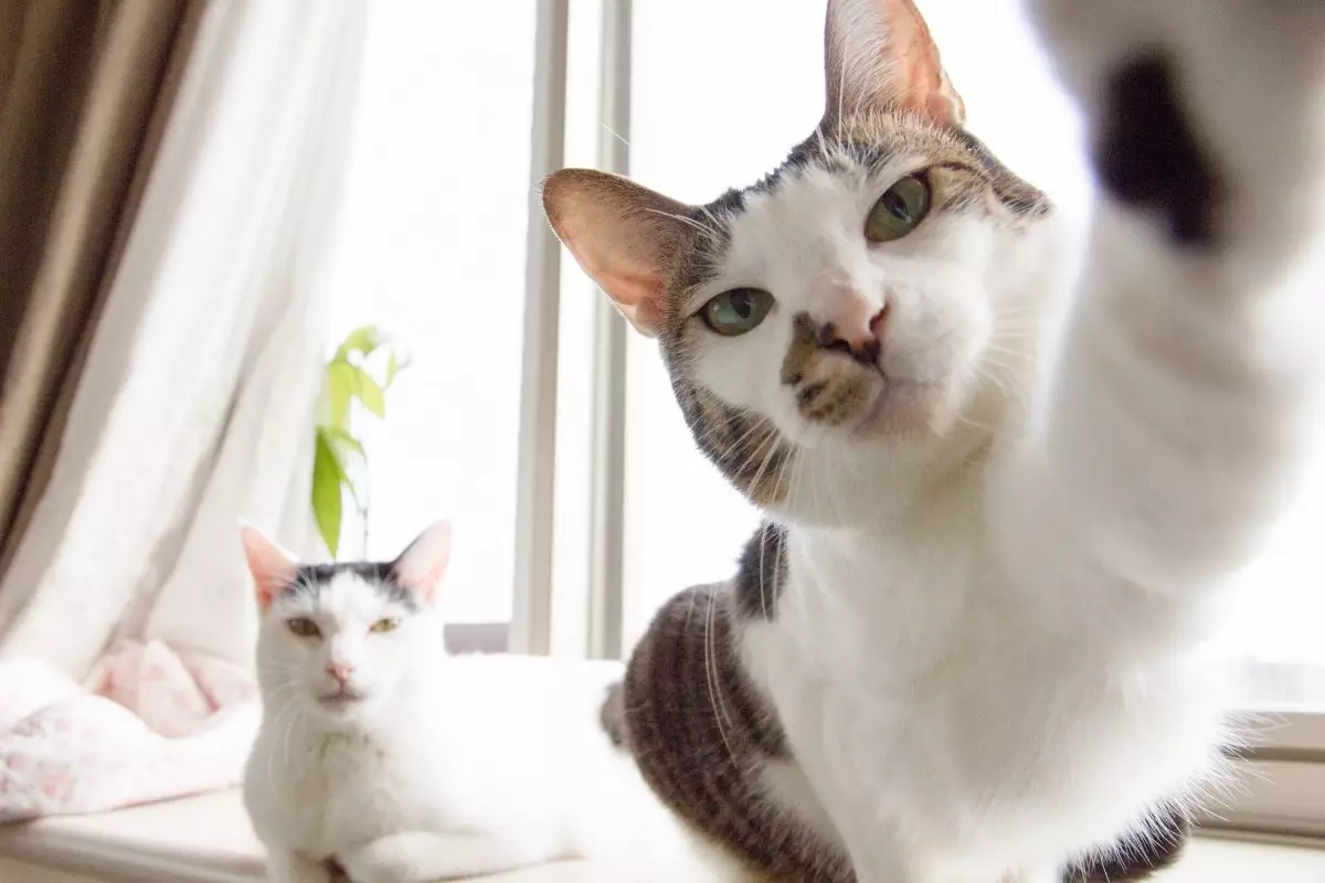 The Curious Case of Cat Chaos: Understanding Why Your Feline Friend Knocks Things Over