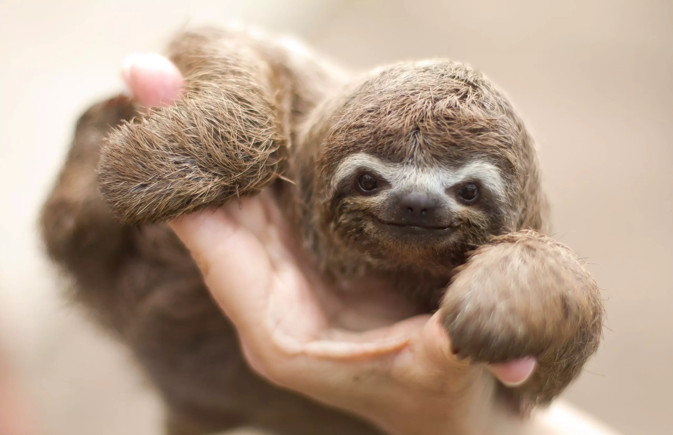 The Considerations of Owning a Two-Toed Sloth: An In-Depth Examination