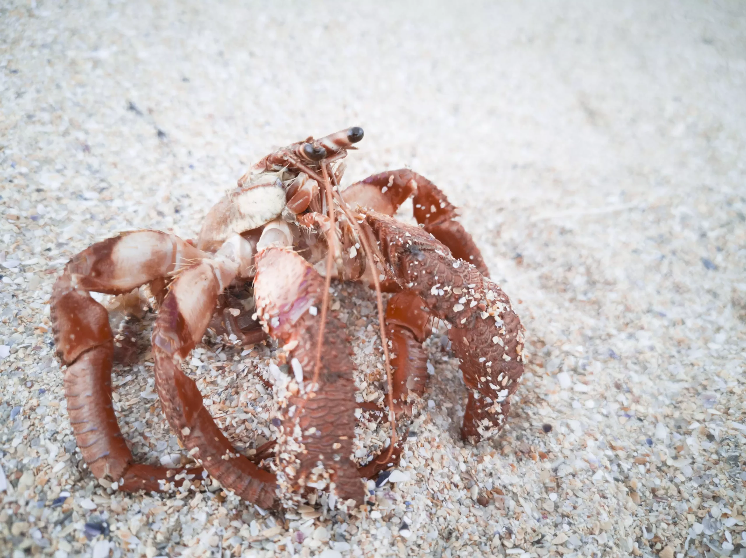 The Importance of Shell Availability and Environmental Conditions for Hermit Crabs