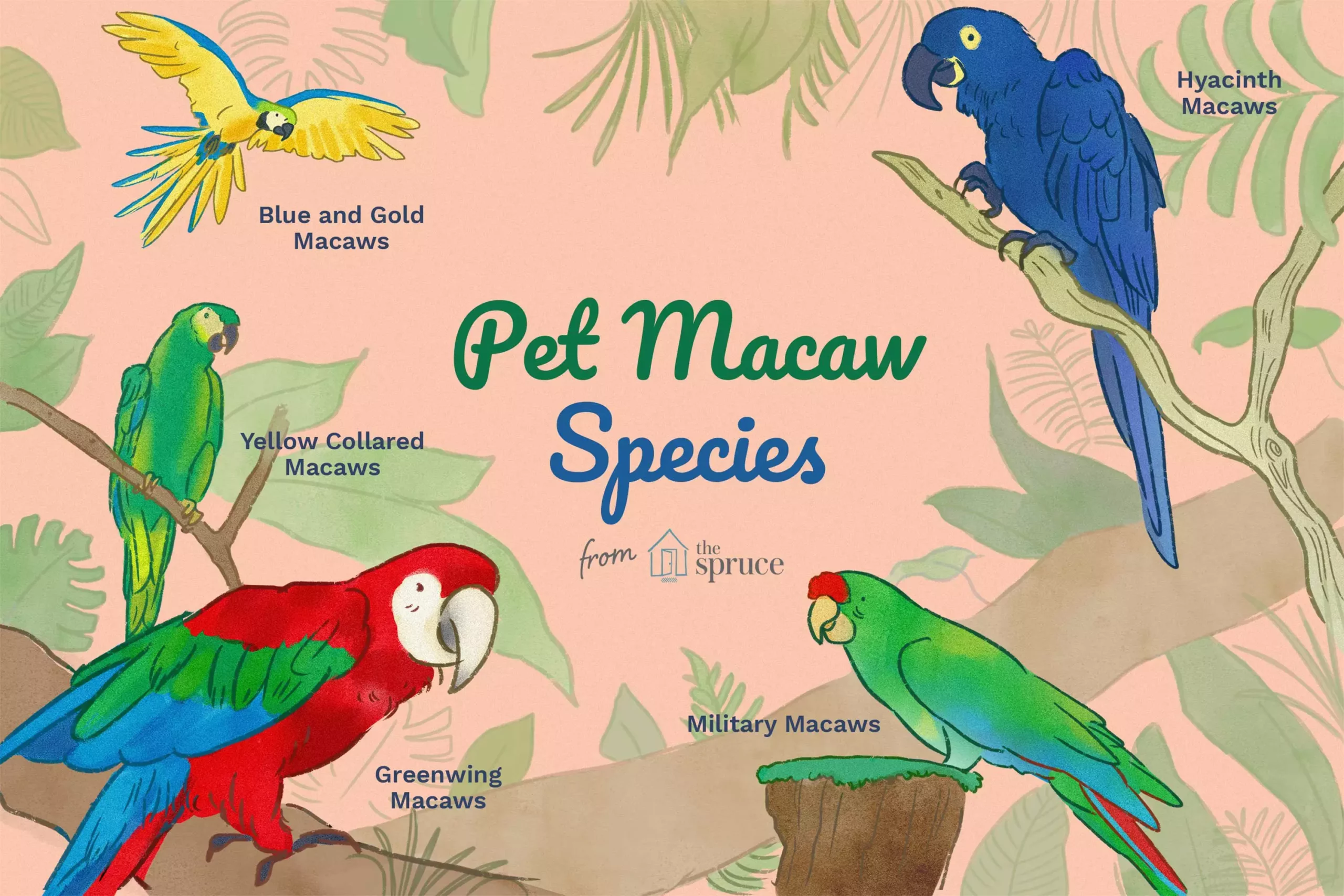 The Vibrant Life of Macaws: Understanding Their Needs and Characteristics