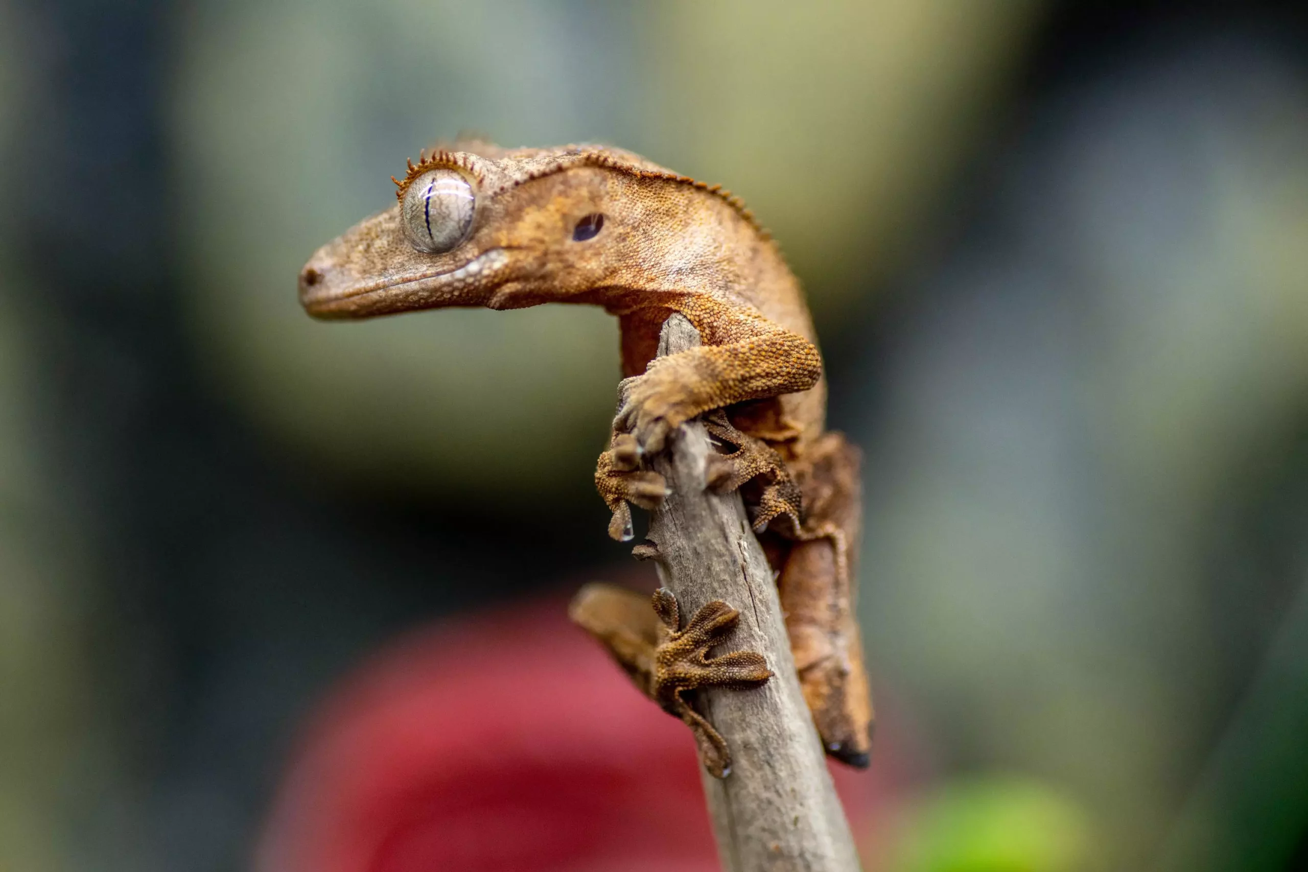 The Ultimate Guide to Crested Geckos: A Beginner’s Companion