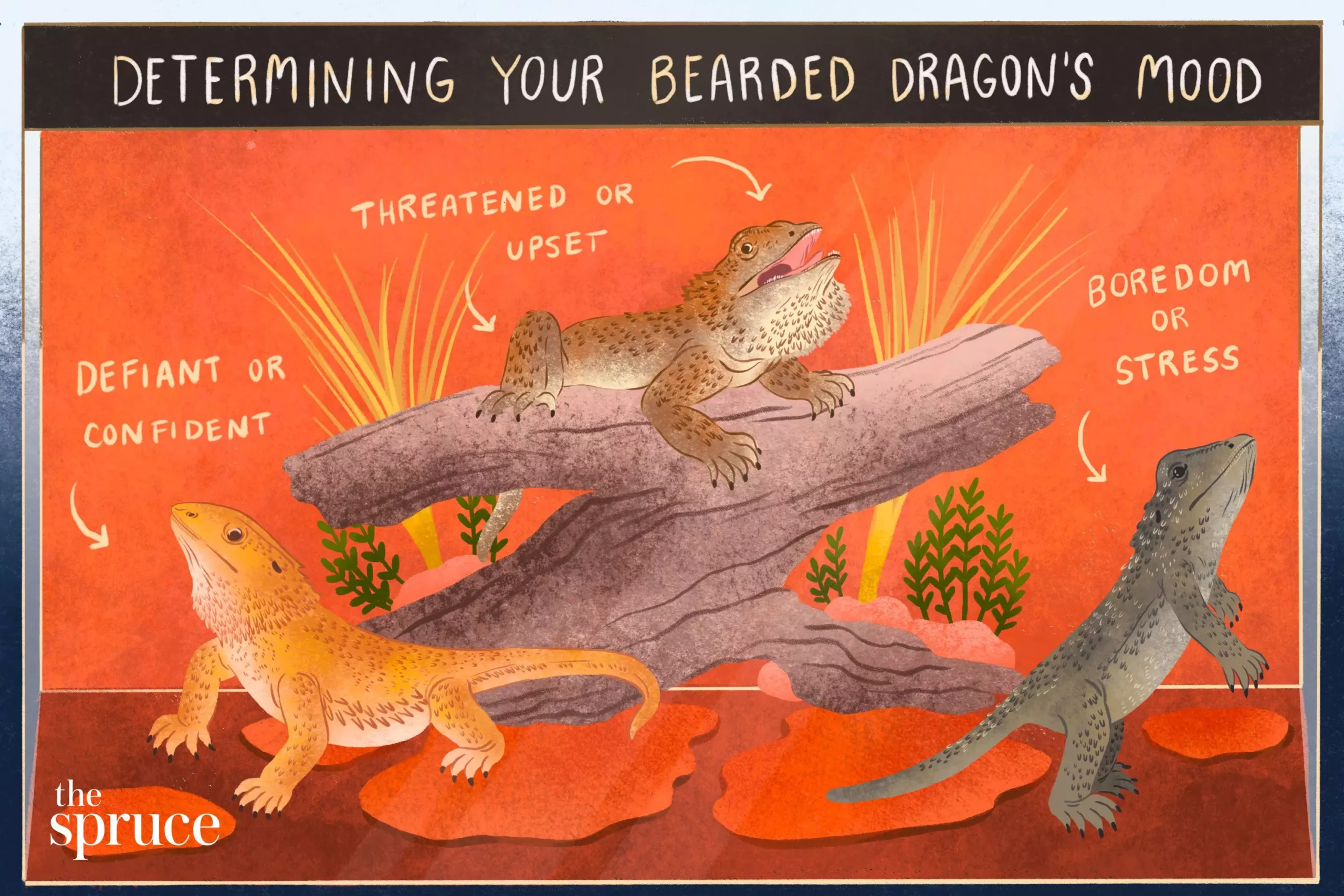 Understanding Bearded Dragon Behavior: A Guide for Enthusiasts