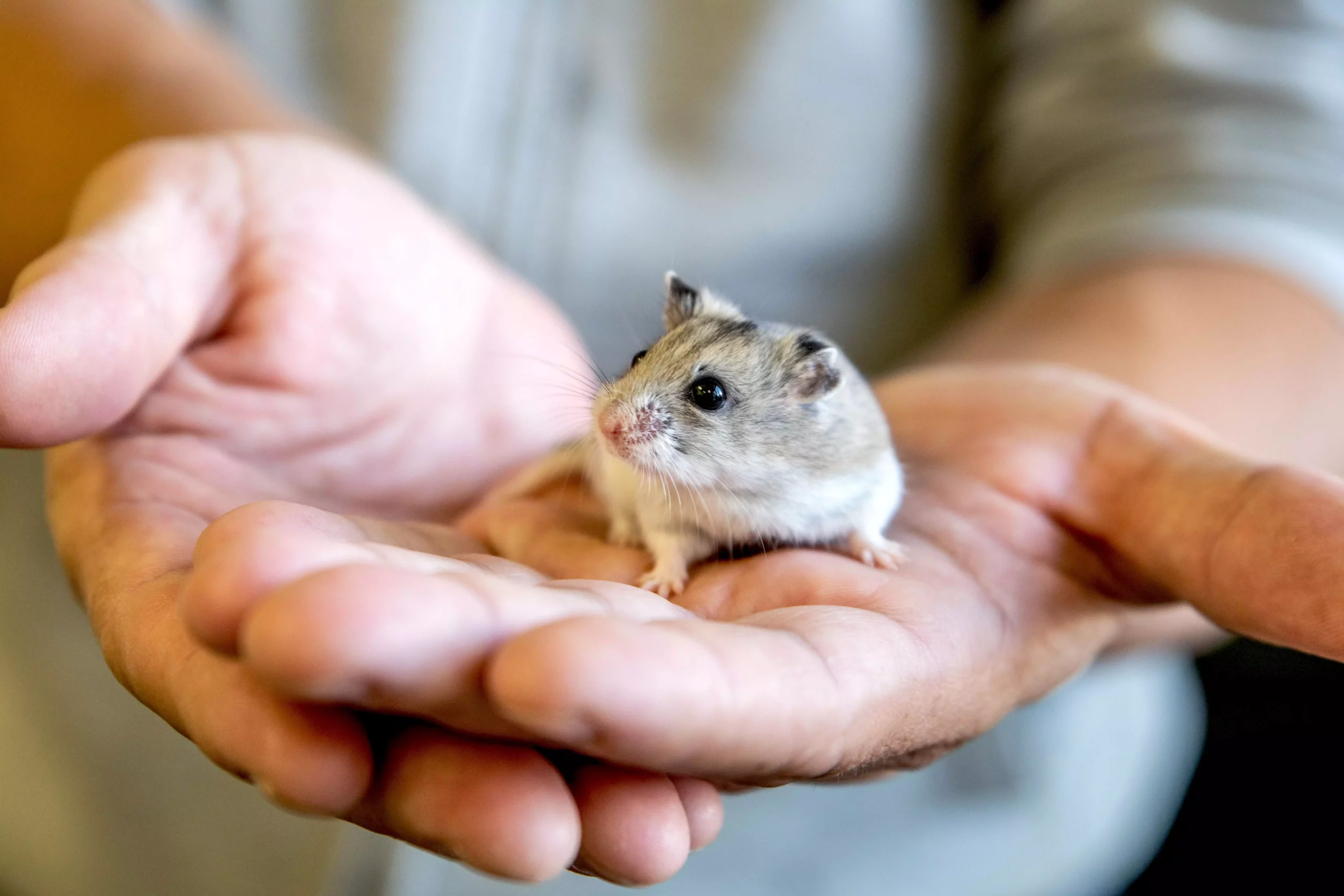 The Art of Taming Your New Hamster: A Guide to Gentle Handling