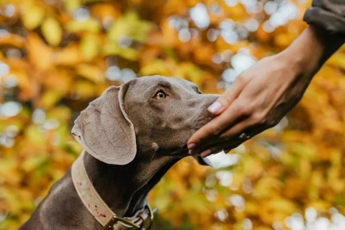 The Emotional Connection Between Dogs and Humans: A Deep Dive