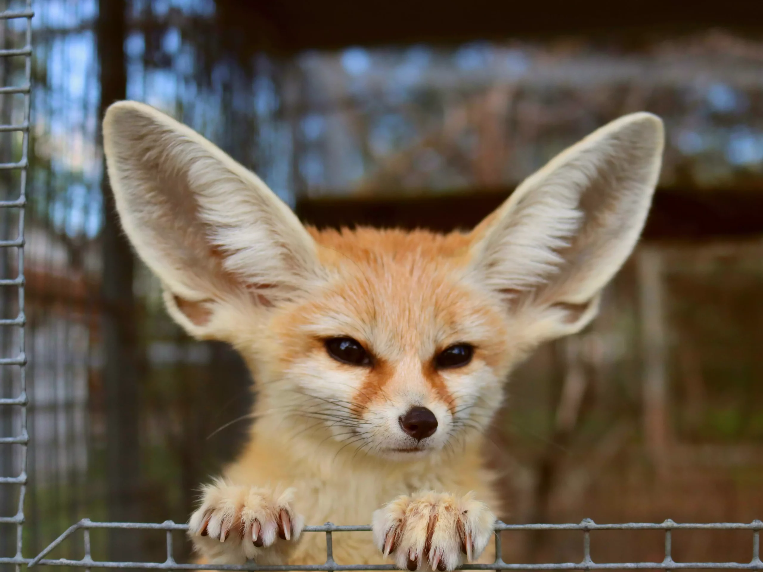 The Enigmatic Nature of Fennec Foxes: A Guide to Their Ownership and Care