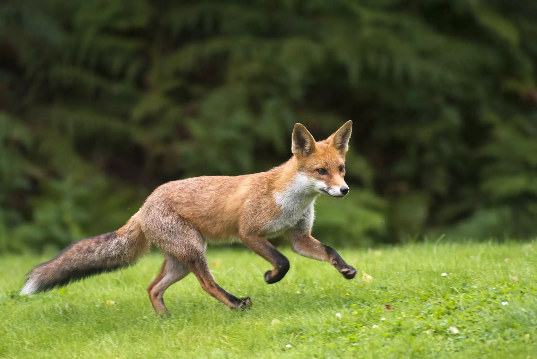 The Allure and Responsibilities of Owning a Tame Russian Red Fox