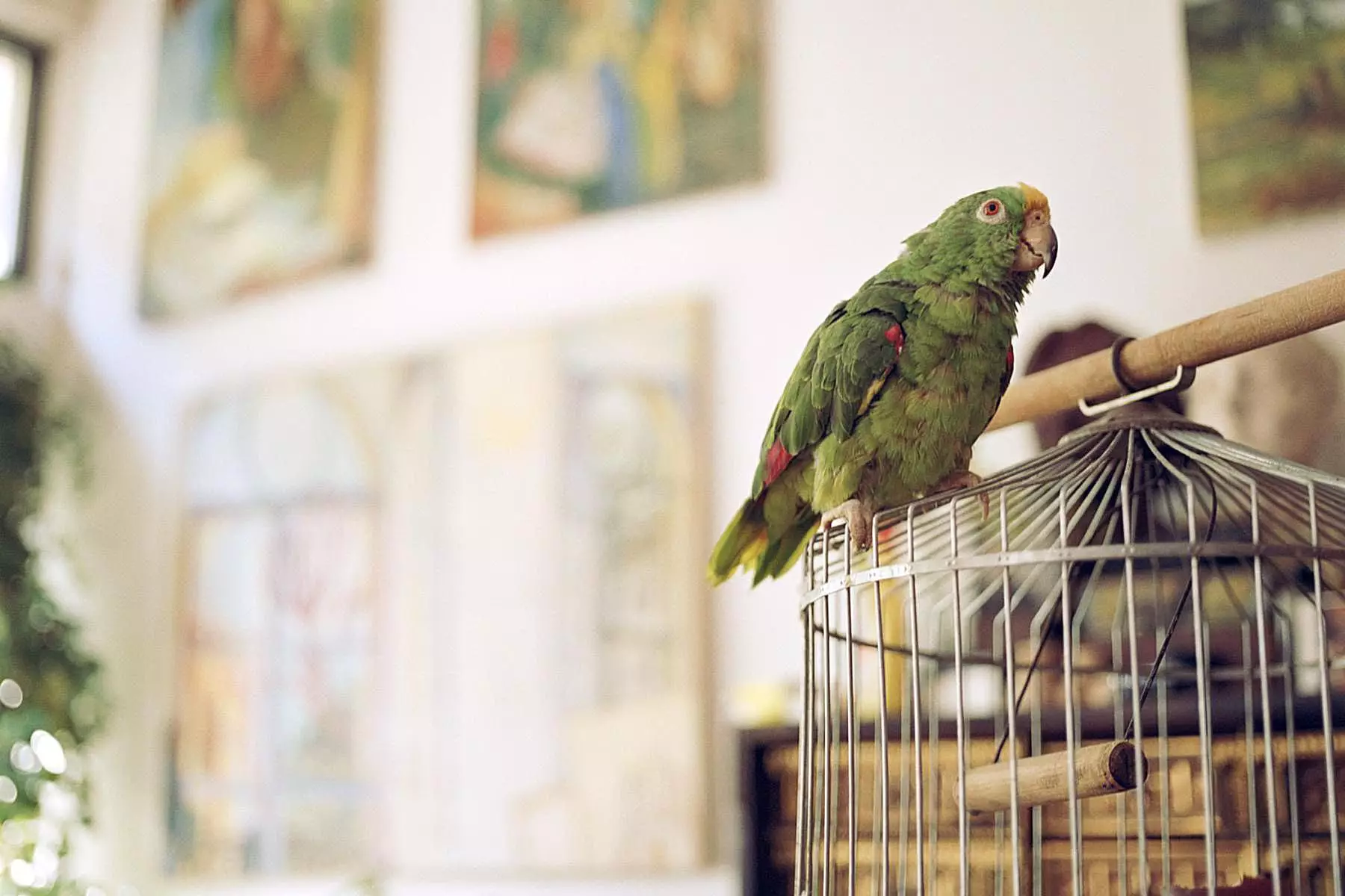 Understanding Depression in Pet Birds: Signs and Solutions