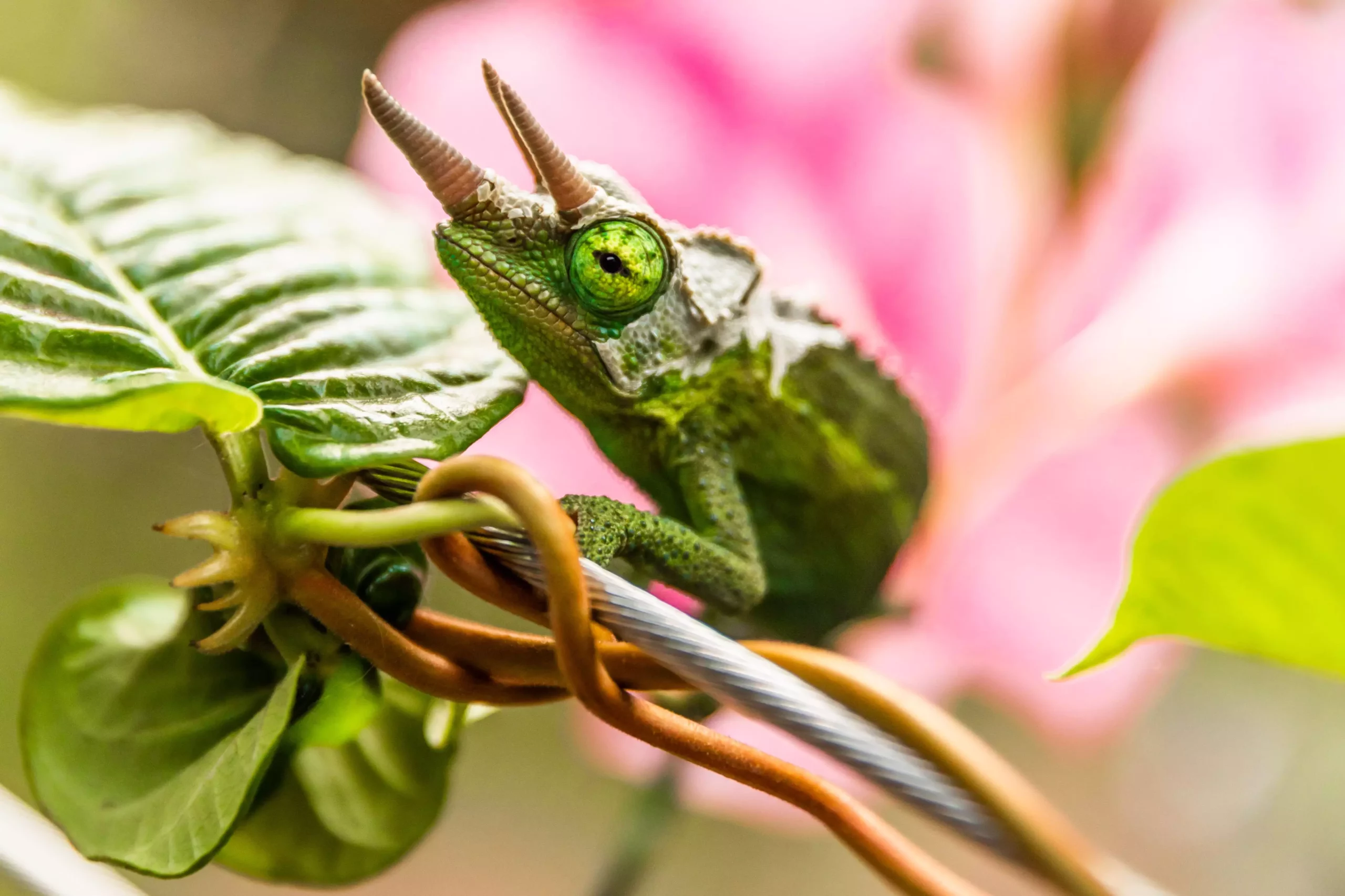 The Enigmatic Chameleon: A Comprehensive Guide to Care and Understanding