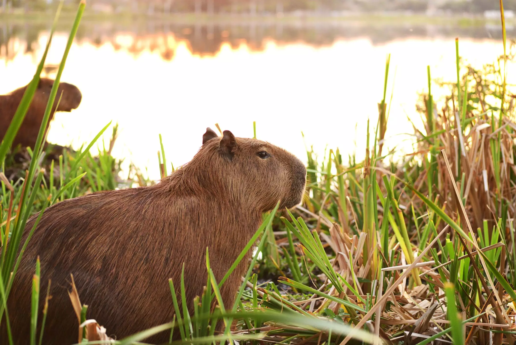 The Capybara: An In-Depth Look at Caring for These Unique Rodents