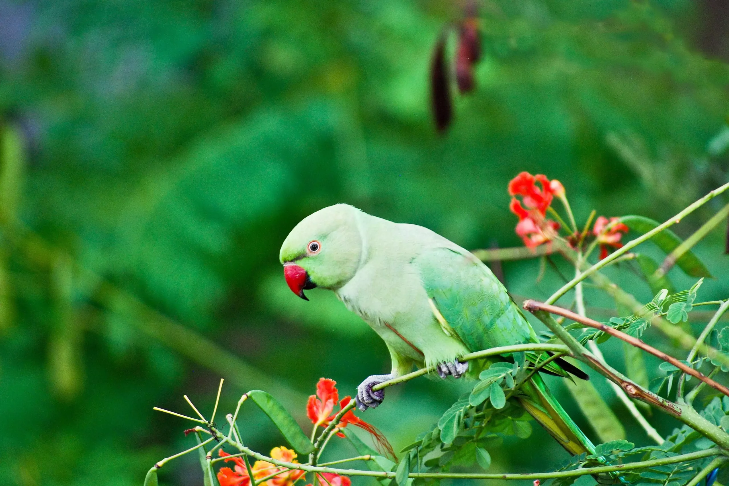 The Allure of Indian Ringneck Parakeets: Companionship, Care, and Charisma