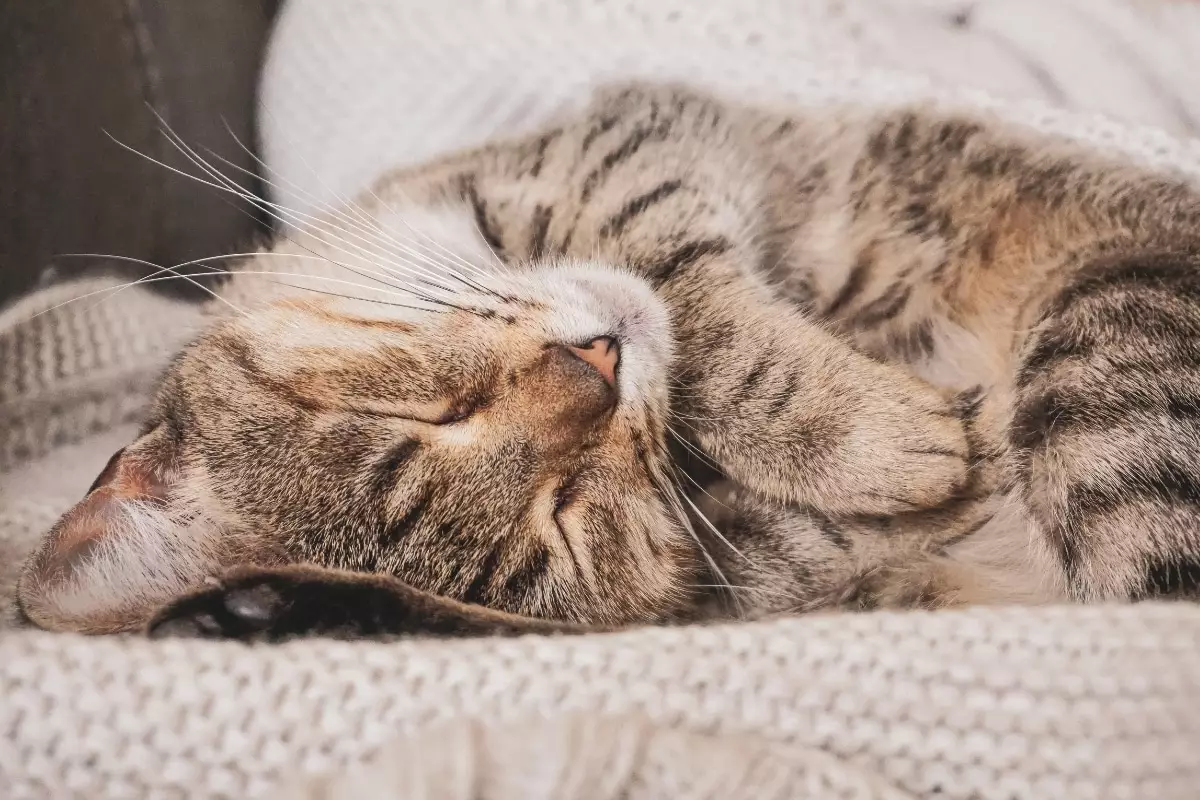 The Hidden Powers of a Cat’s Purr