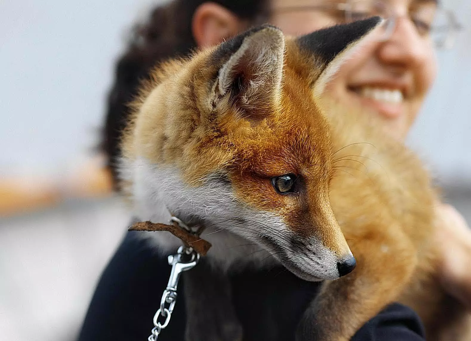 Considering a Fox as a Pet? Things You Need to Know About Pet Foxes