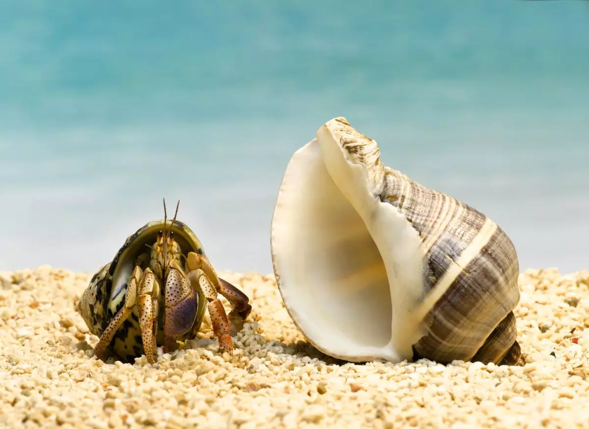 The Crucial Difference: Identifying Molting vs. Dead Hermit Crabs