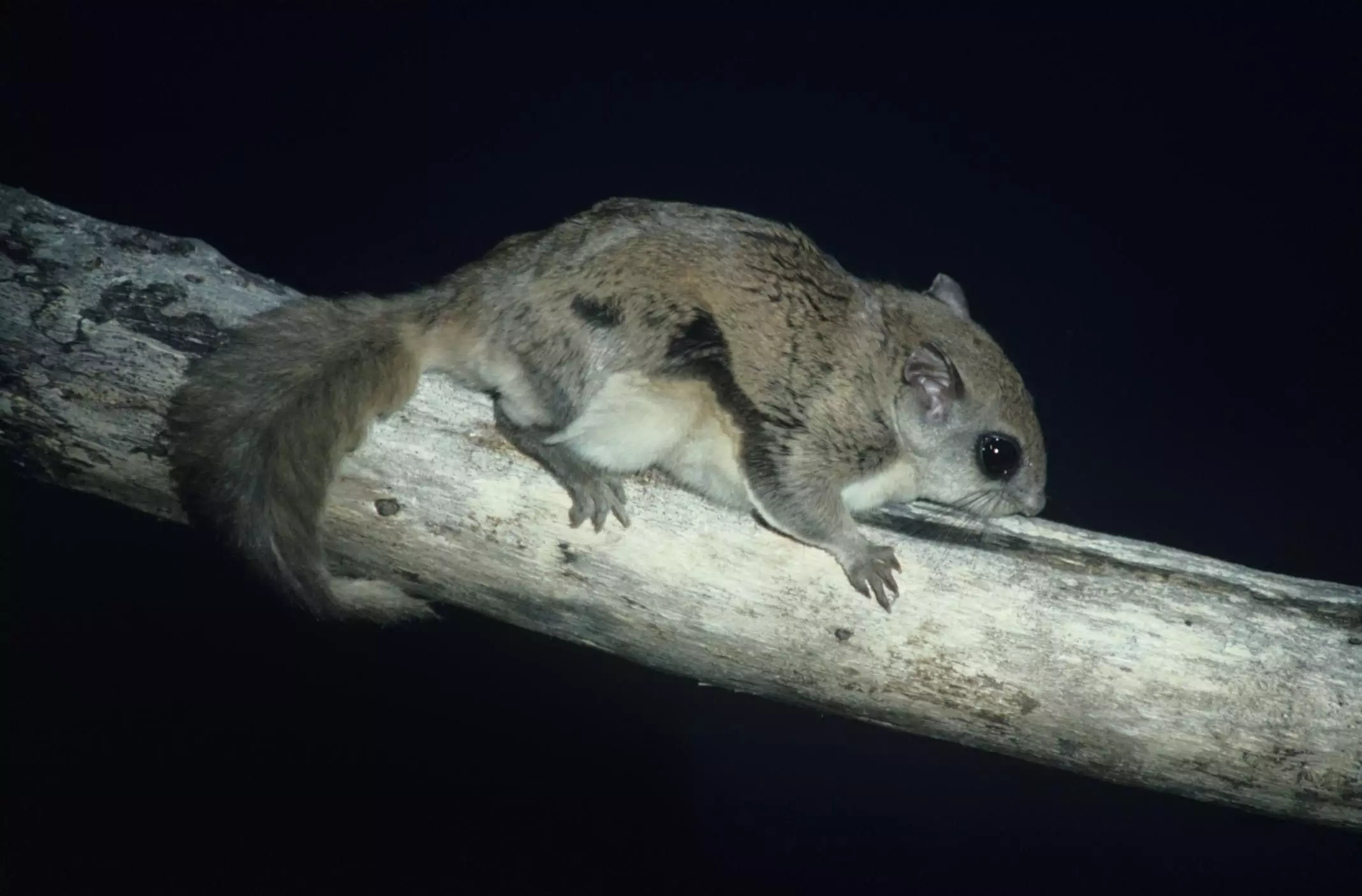 The Allure and Responsibility of Southern Flying Squirrels as Pets