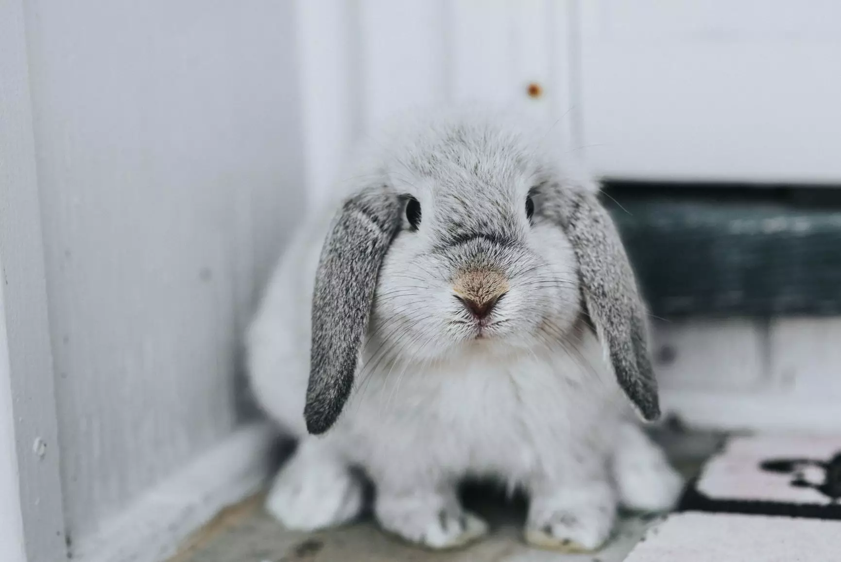 Understanding Rabbit Health: Key Indicators and Prevention Strategies