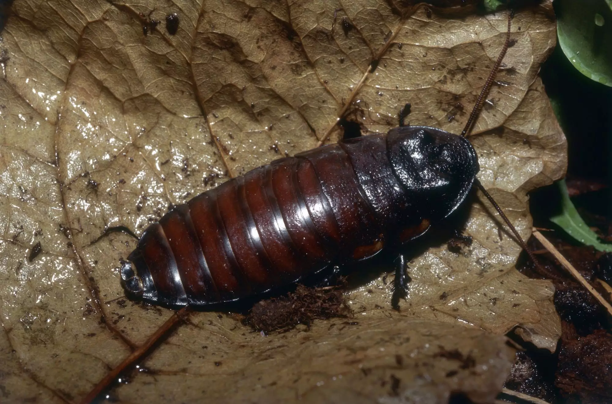 The Unexpected Pet: Exploring the Fascination Behind Madagascar Hissing Cockroaches