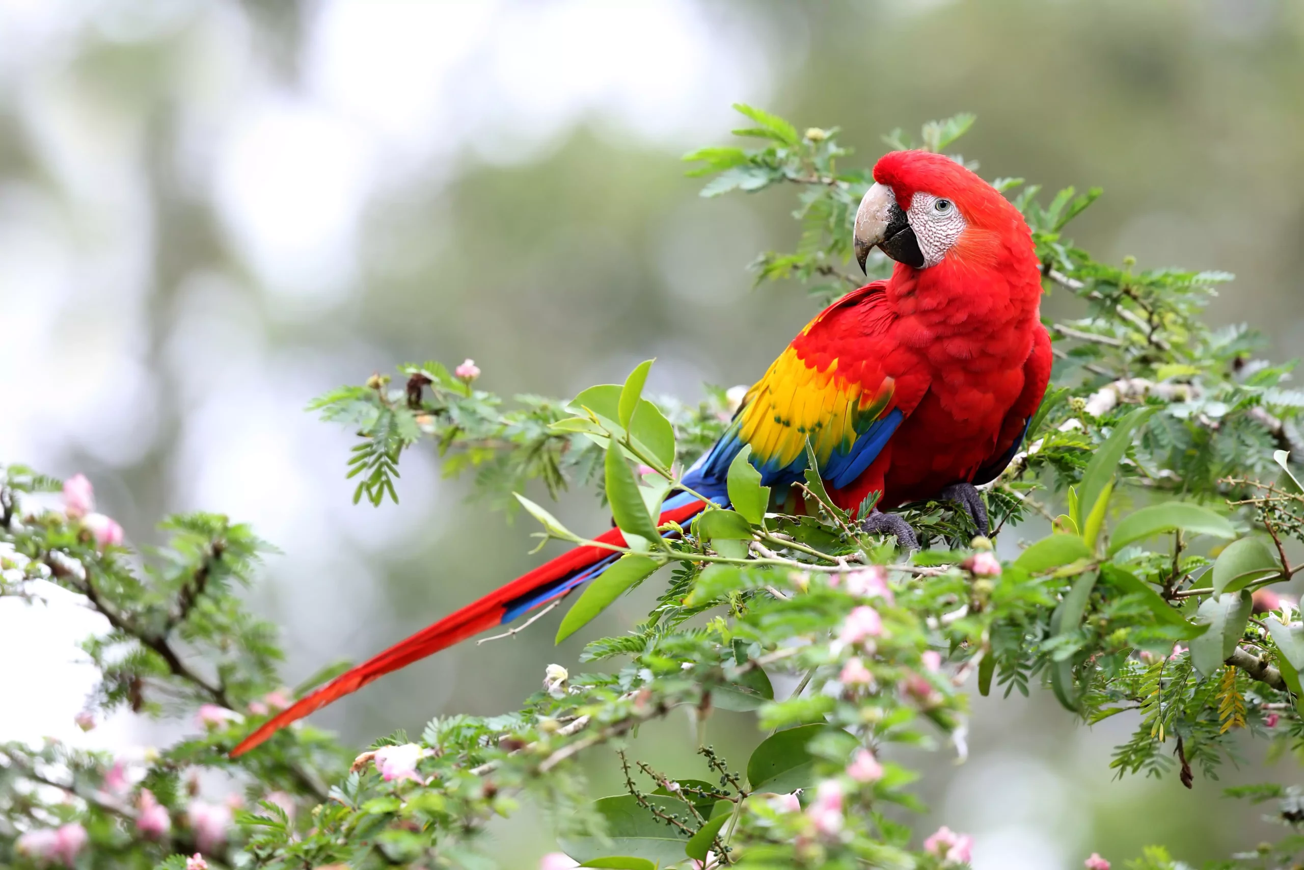 The Majestic World of Macaws: A Comprehensive Guide