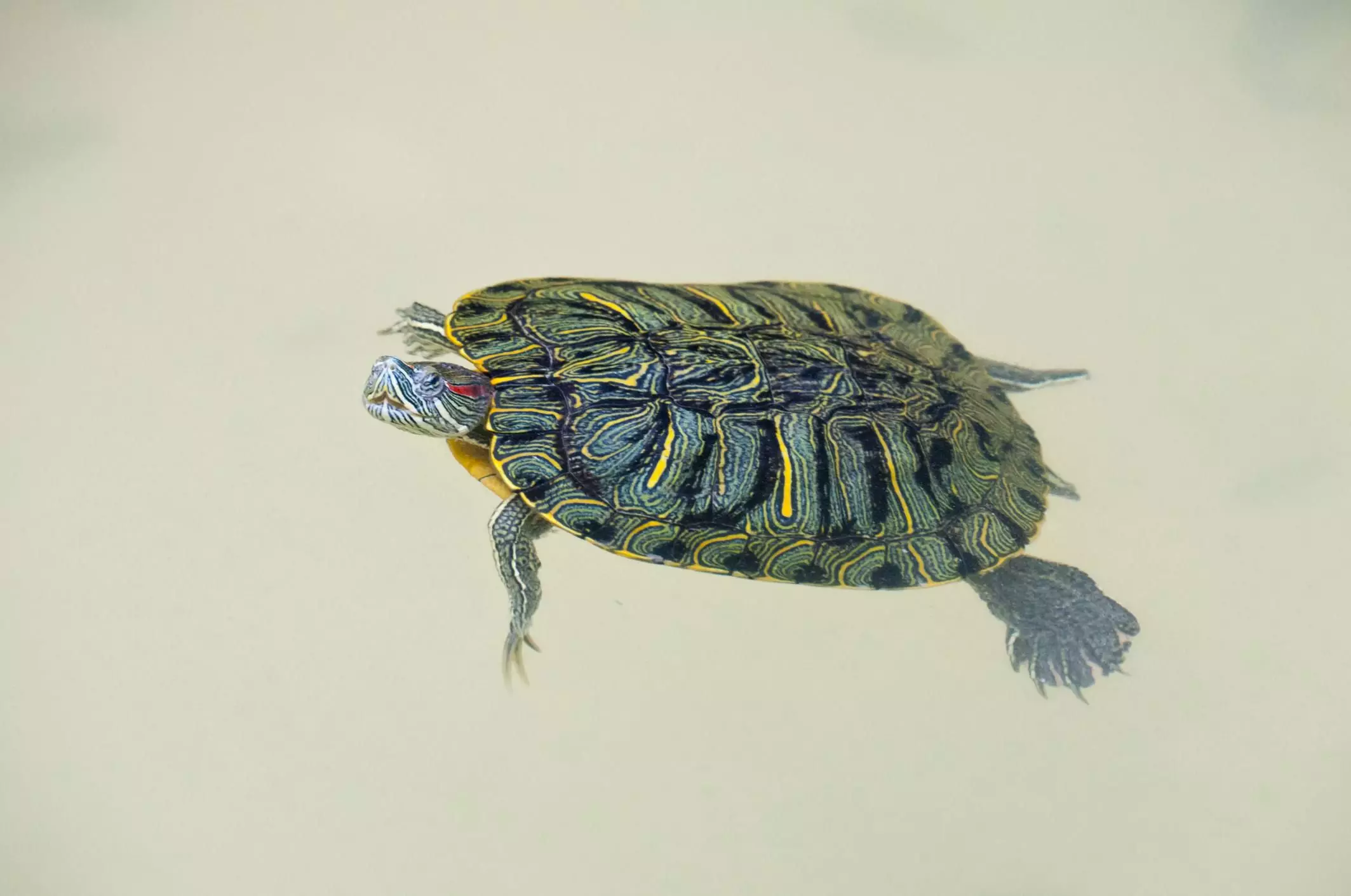 The Essential Guide to Caring for Aquatic Turtles as Pets