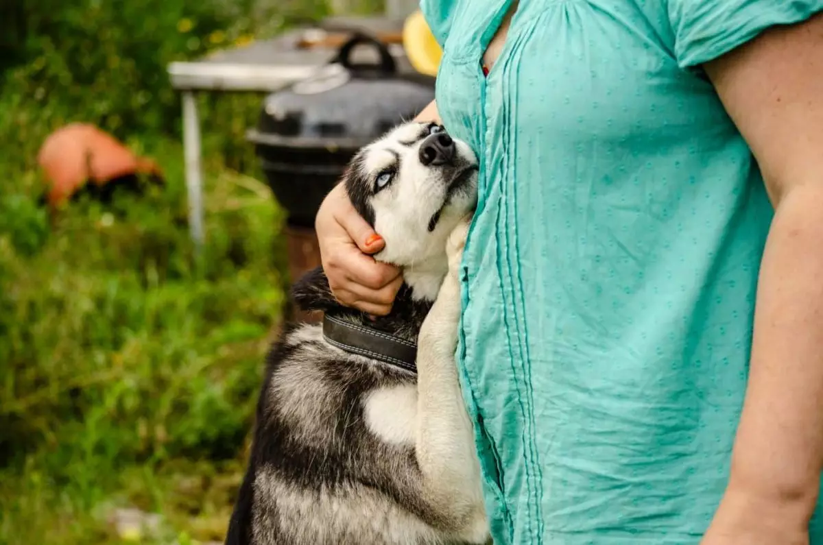 The Unbreakable Bond: Celebrating Canine Loyalty