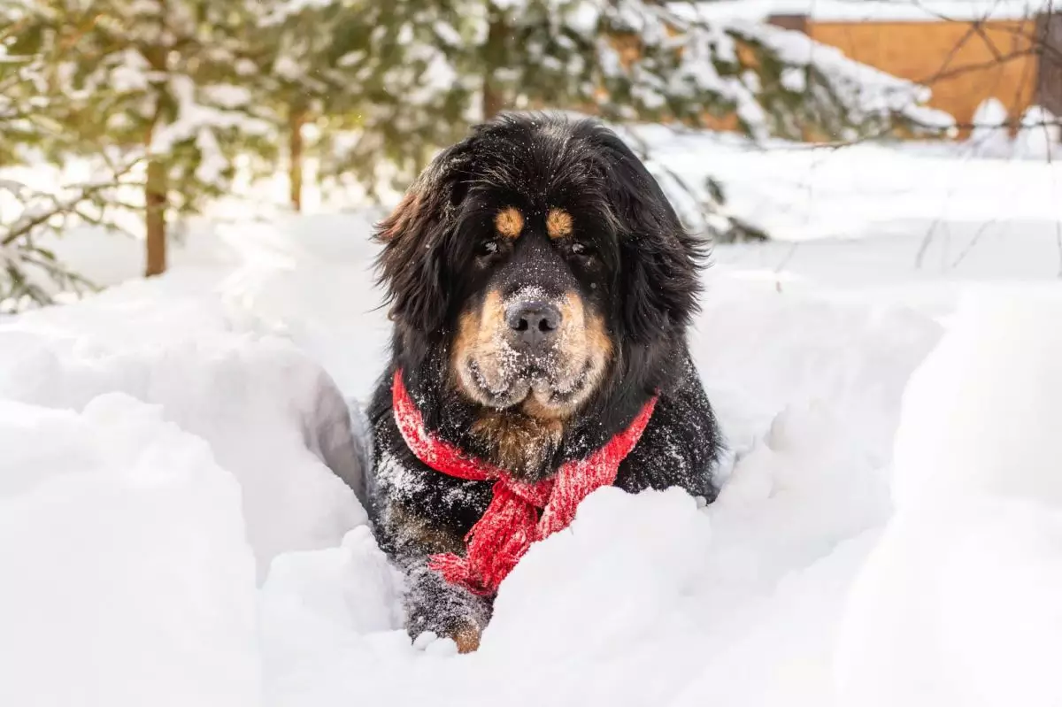 Winter Warriors: The Best Dog Breeds for Cold Climates