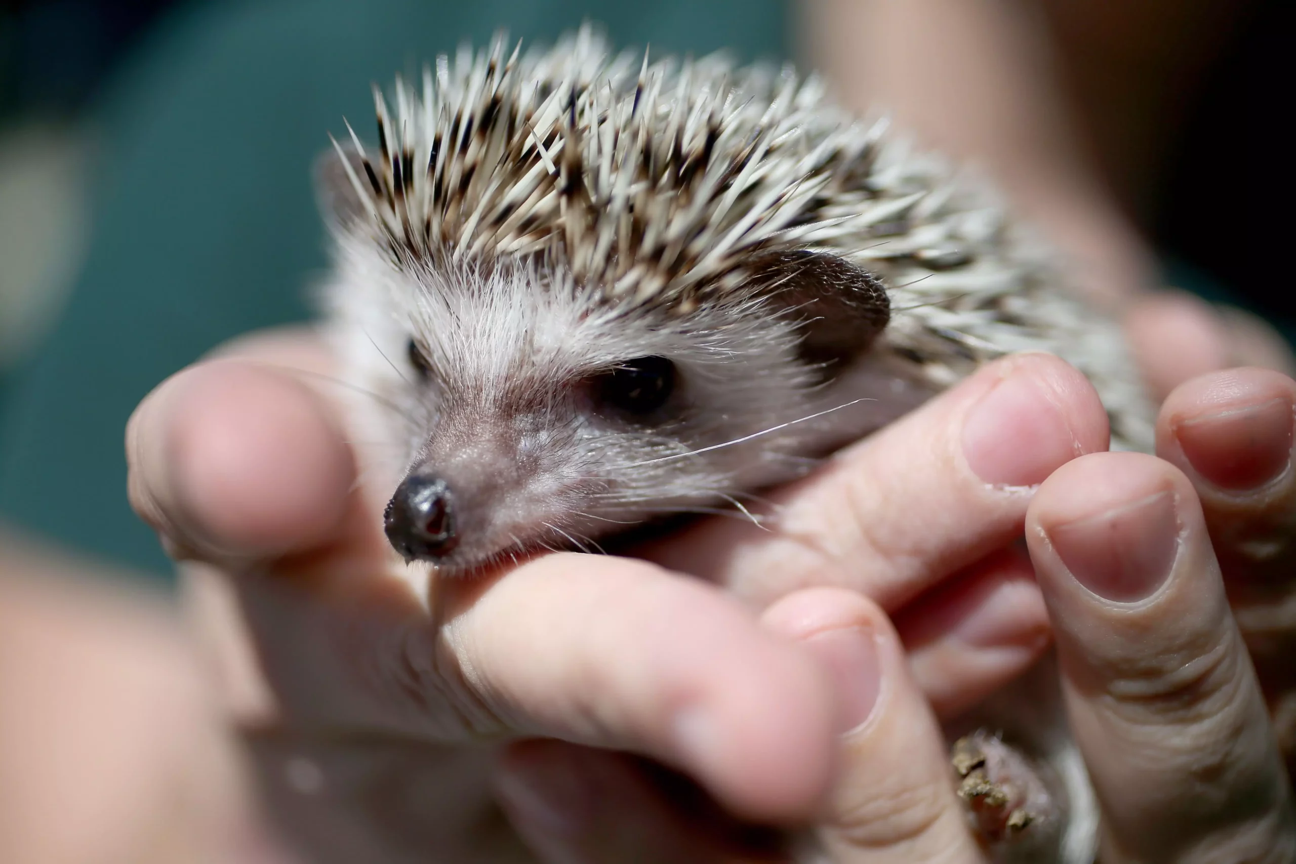 Understanding Mites in Hedgehogs: Prevention, Treatment, and Care