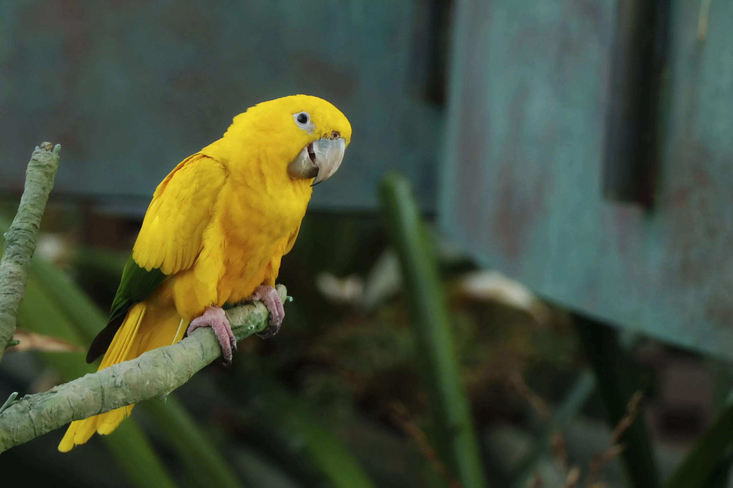 The Vibrant Diversity of Pet Birds: A Closer Look at Color Mutations and Breeds