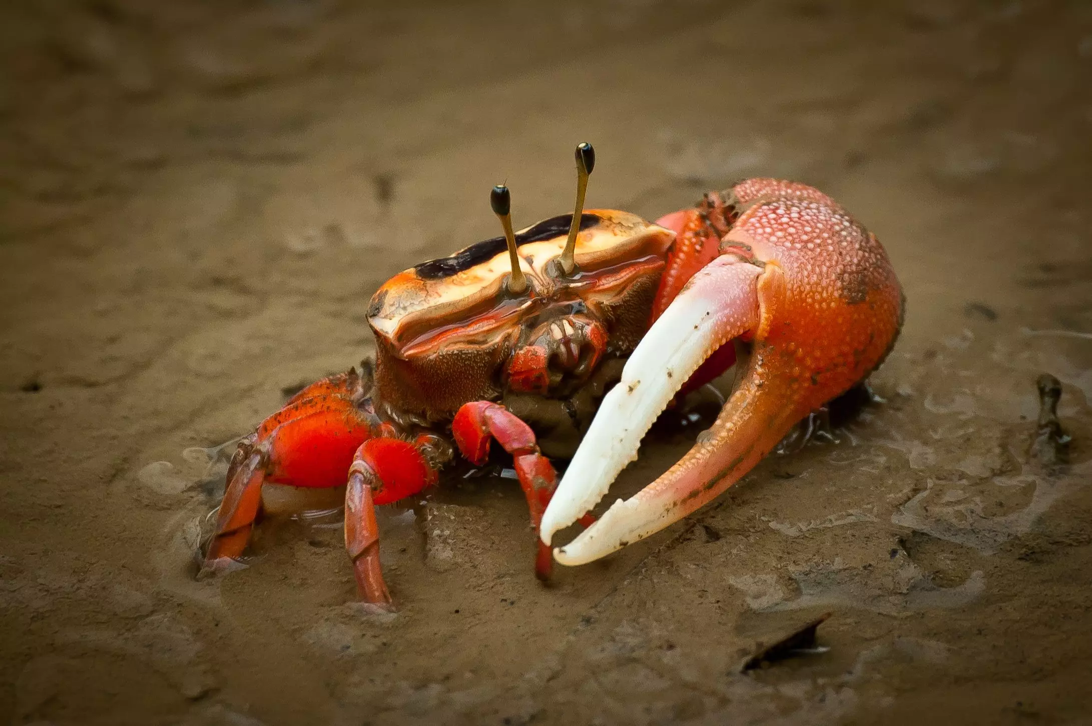 The Fascinating World of Fiddler Crabs: Care and Insights