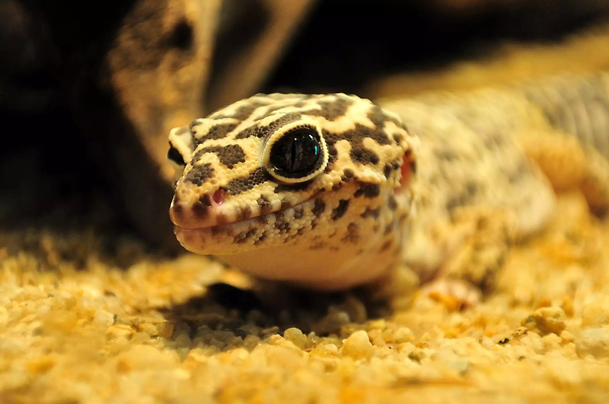 The Ultimate Guide to Choosing the Right Substrate for Your Leopard Gecko