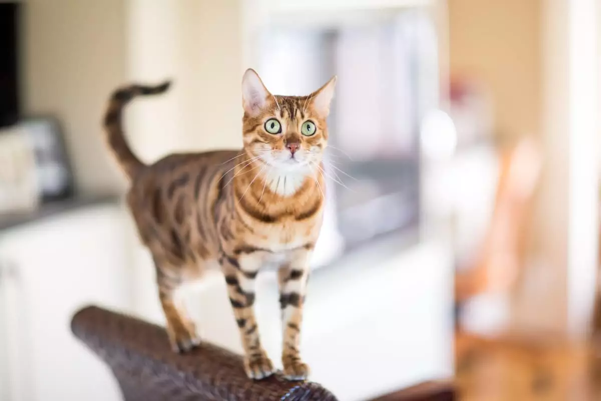 The Feline Star: Understanding Your Cat’s Inner Celebrity