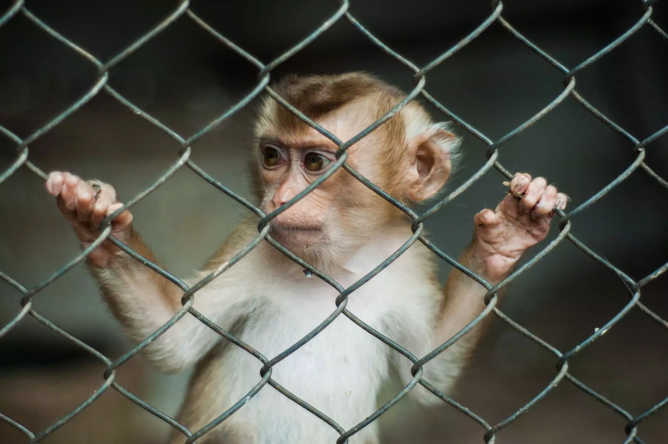 The Realities of Monkey Ownership: A Critical Perspective