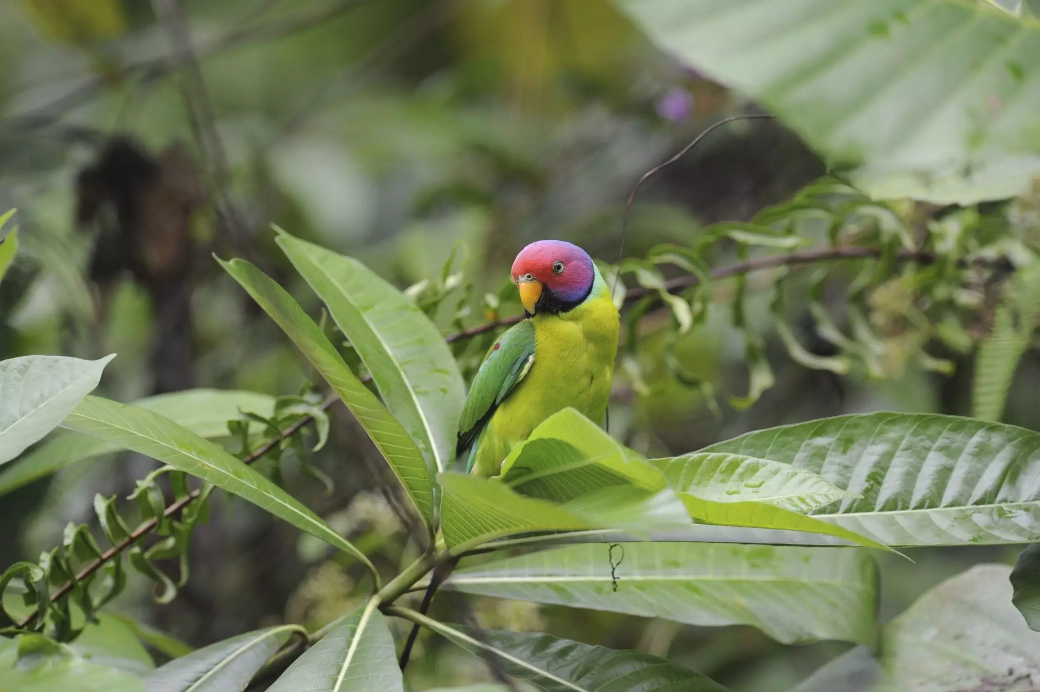 The Allure of the Plum-Headed Parakeet: A Comprehensive Guide