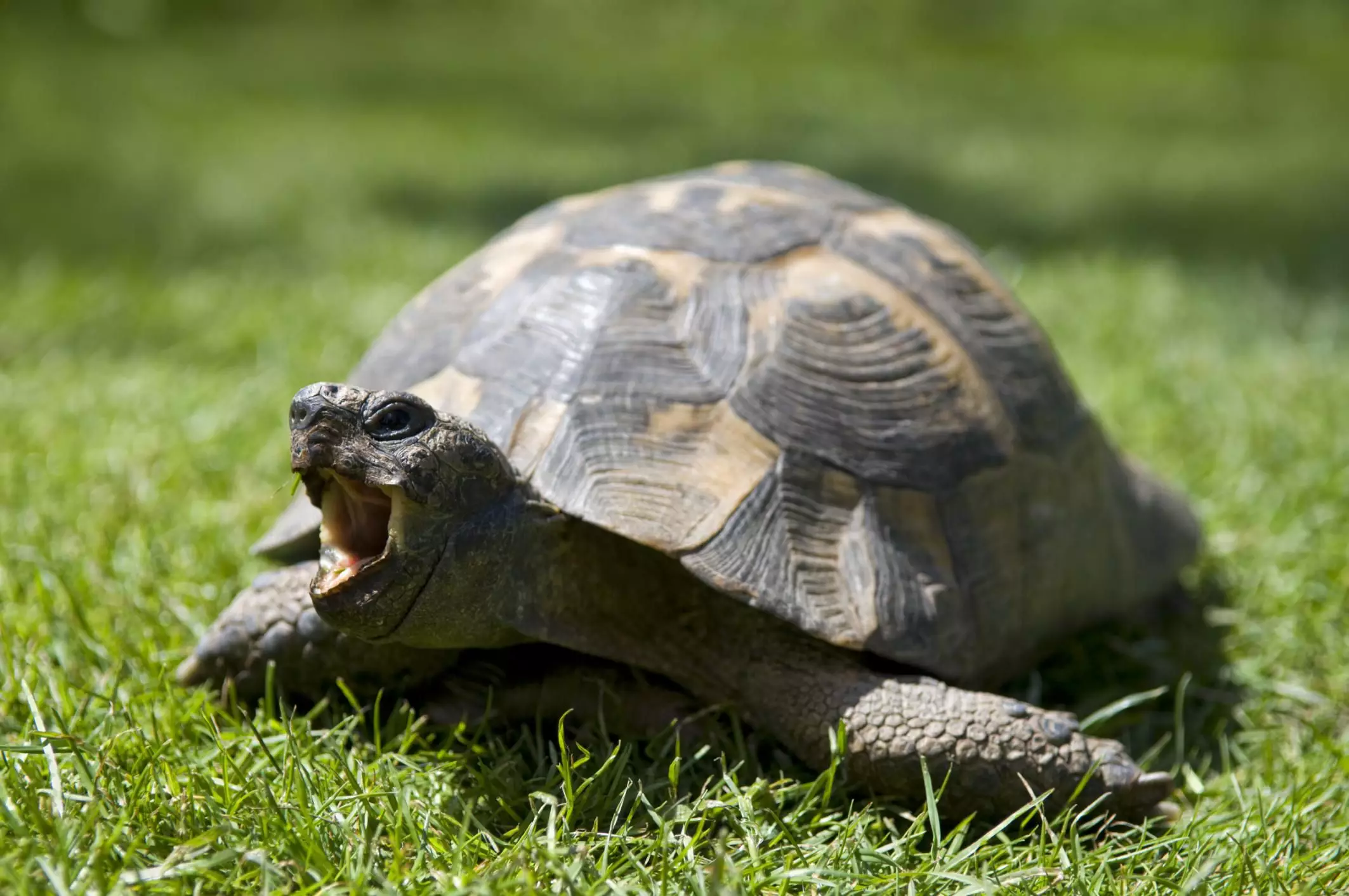 The Commitment of Caring for a Pet Tortoise: Lifelong Responsibilities and Considerations