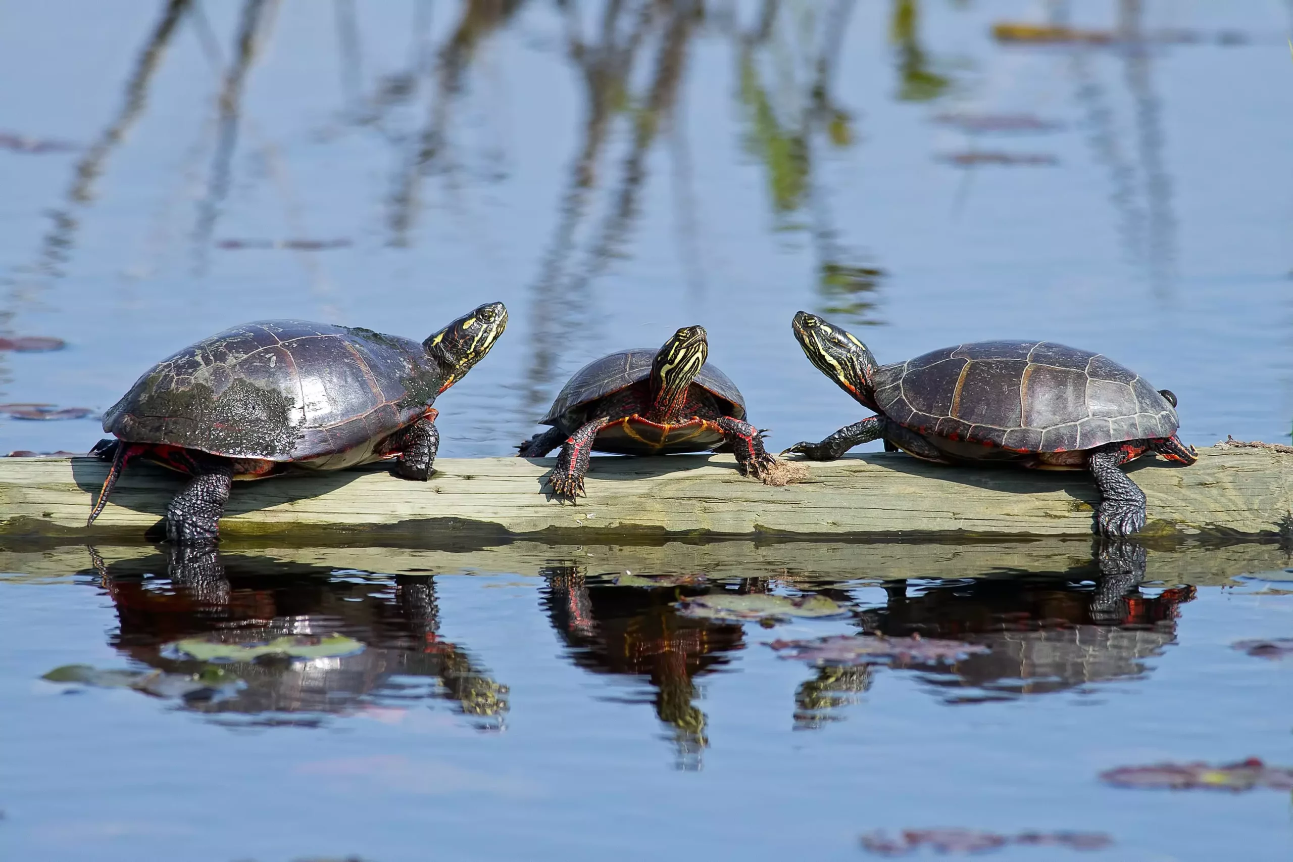 The Comprehensive Guide to Caring for Painted Turtles: Essential Tips for Owners