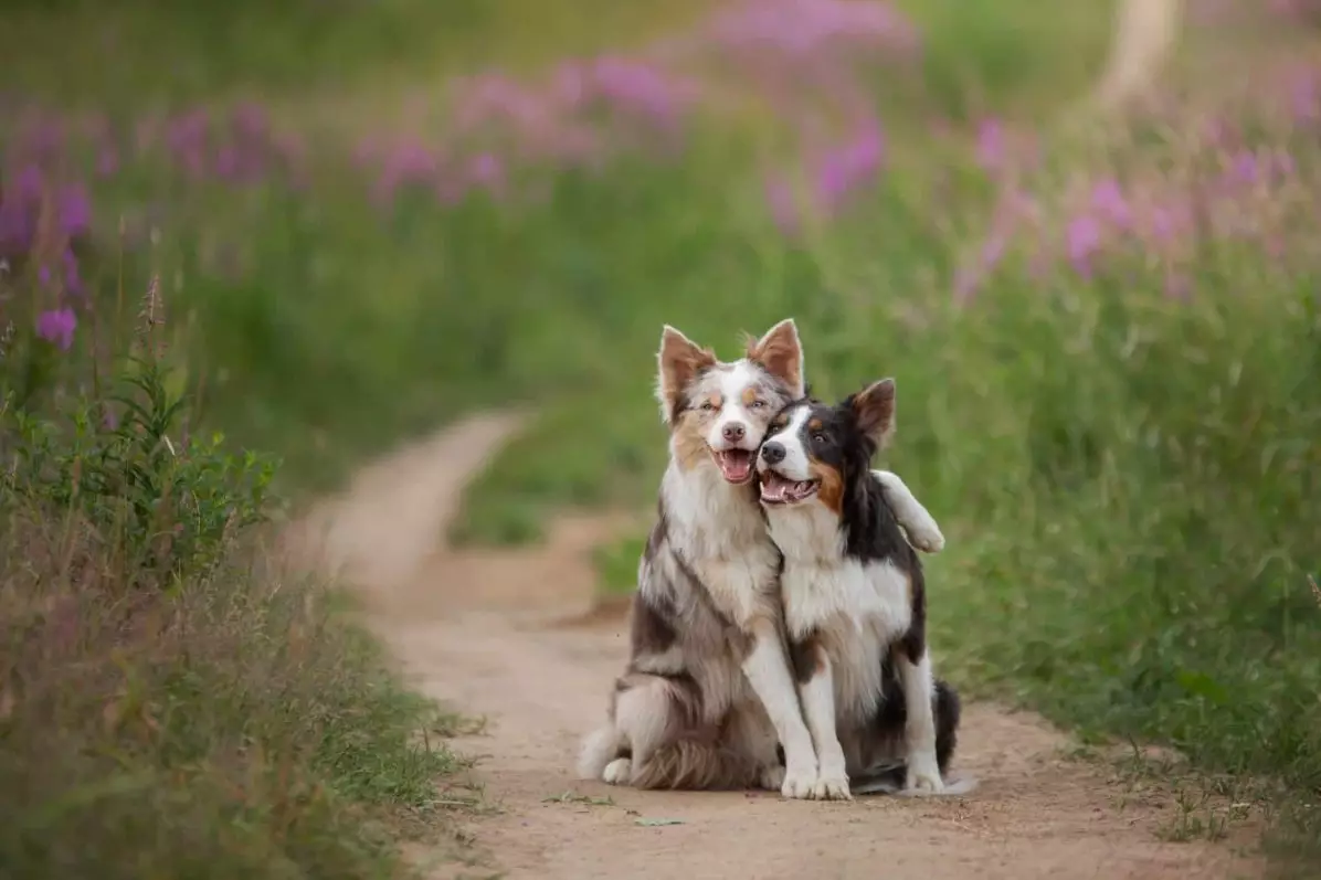 Understanding Your Dog’s Happiness: Signs of a Thriving Companion