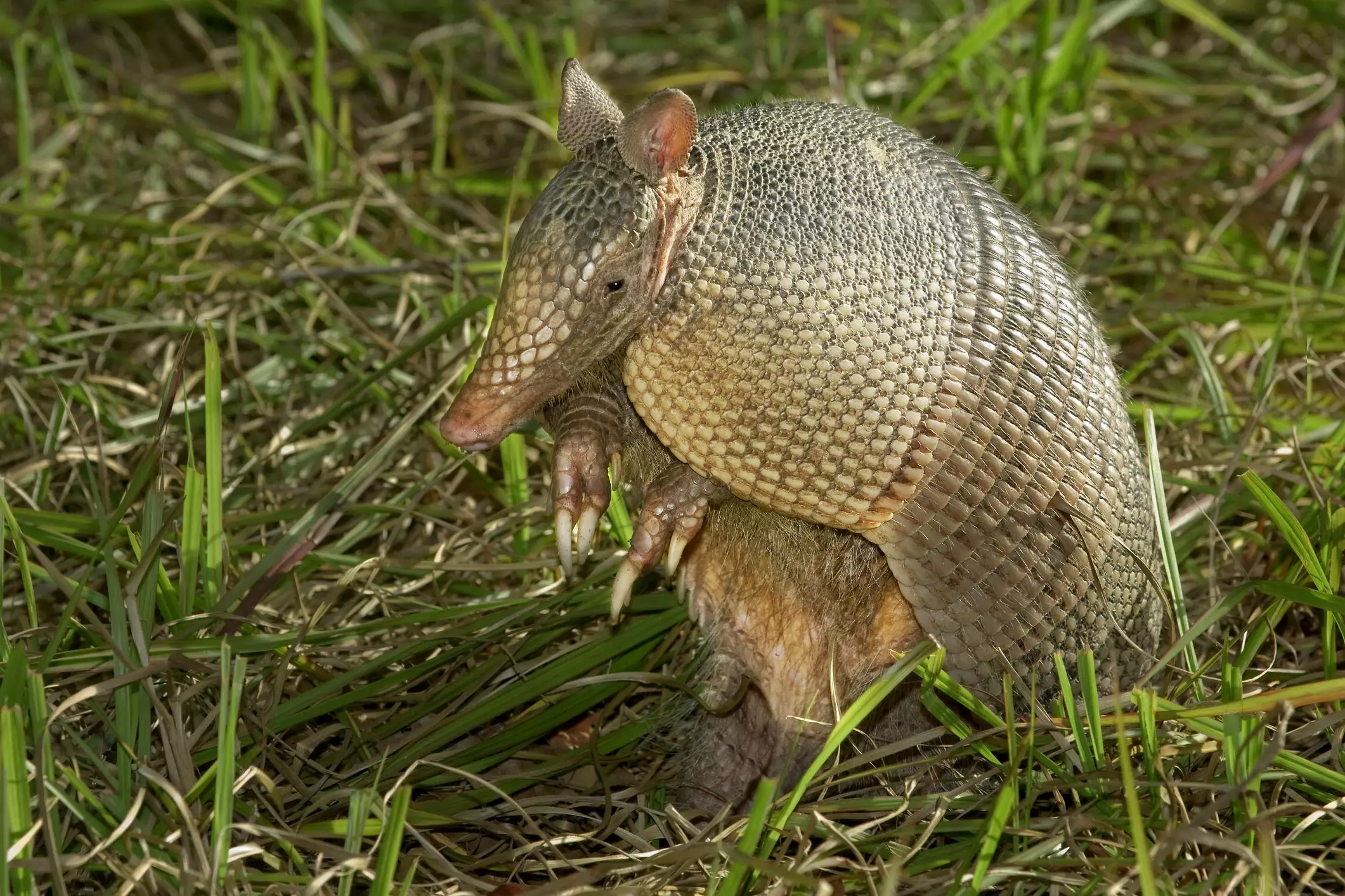 The Unique Challenge of Owning Armadillos as Pets