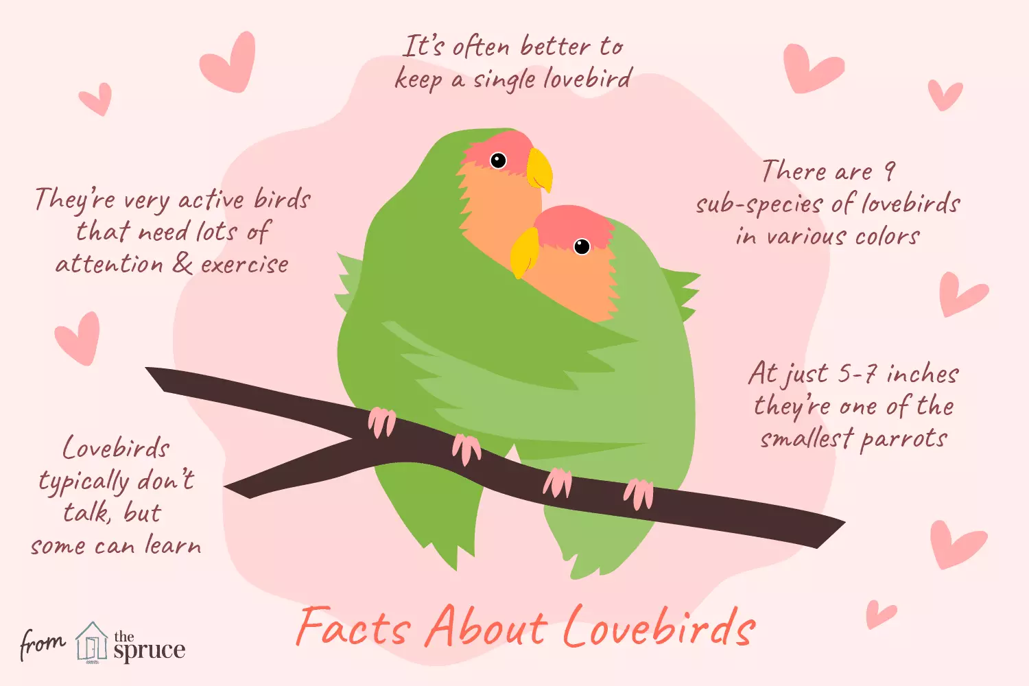 The Fascinating World of Lovebirds: Understanding Their Behavior and Care