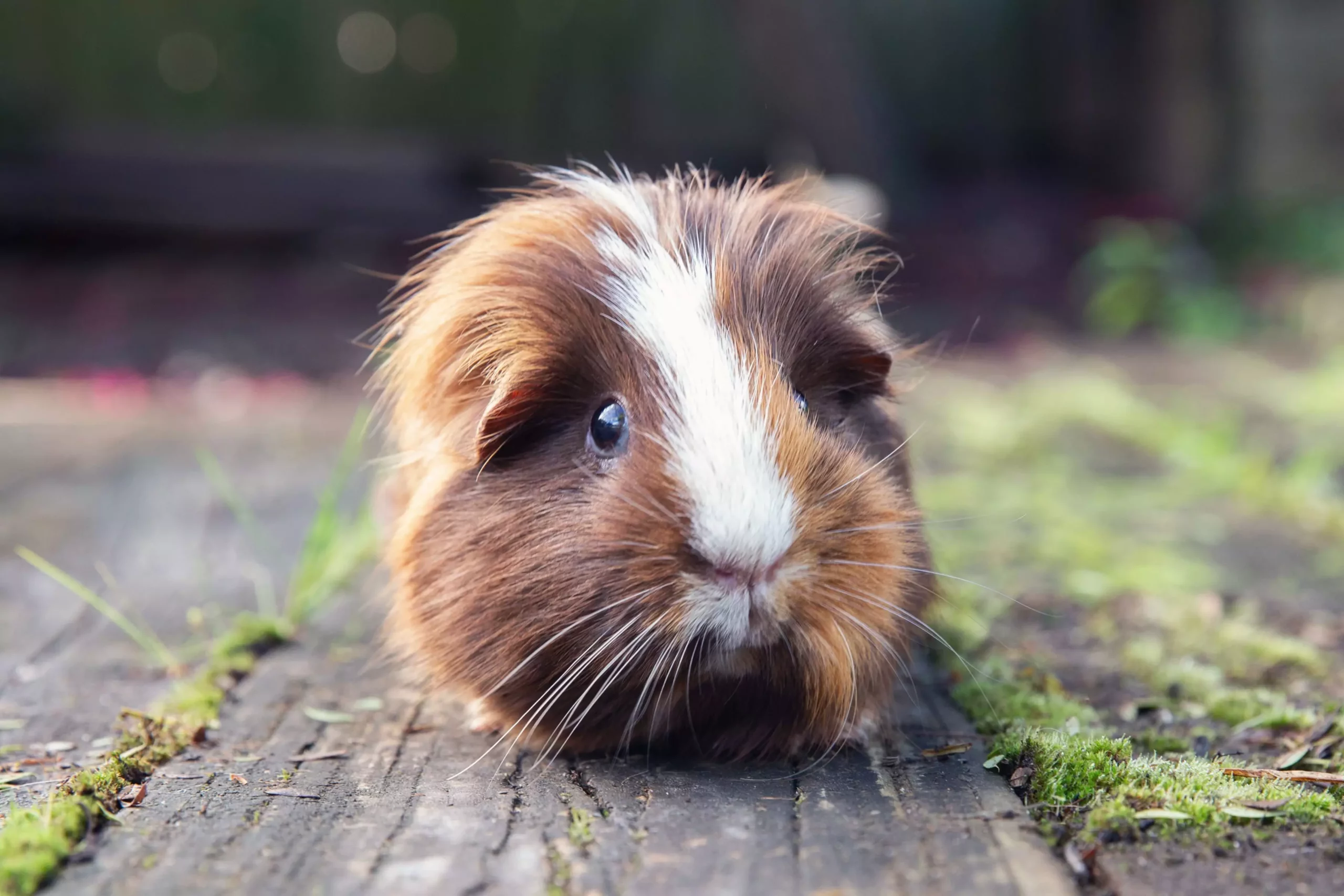 The Essential Guide to Caring for Guinea Pigs