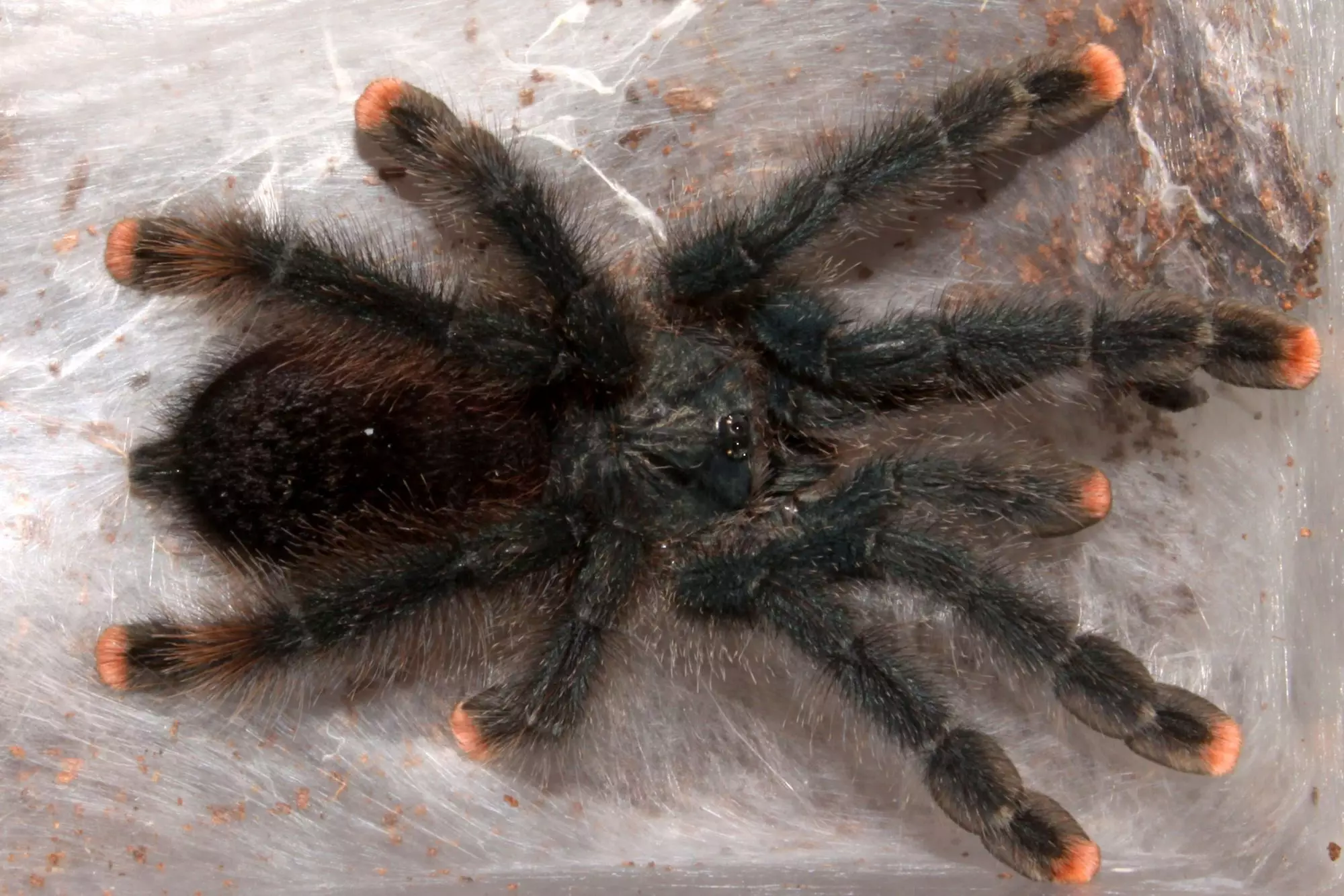 The Care and Characteristics of Pink Toe Tarantulas: A Comprehensive Guide