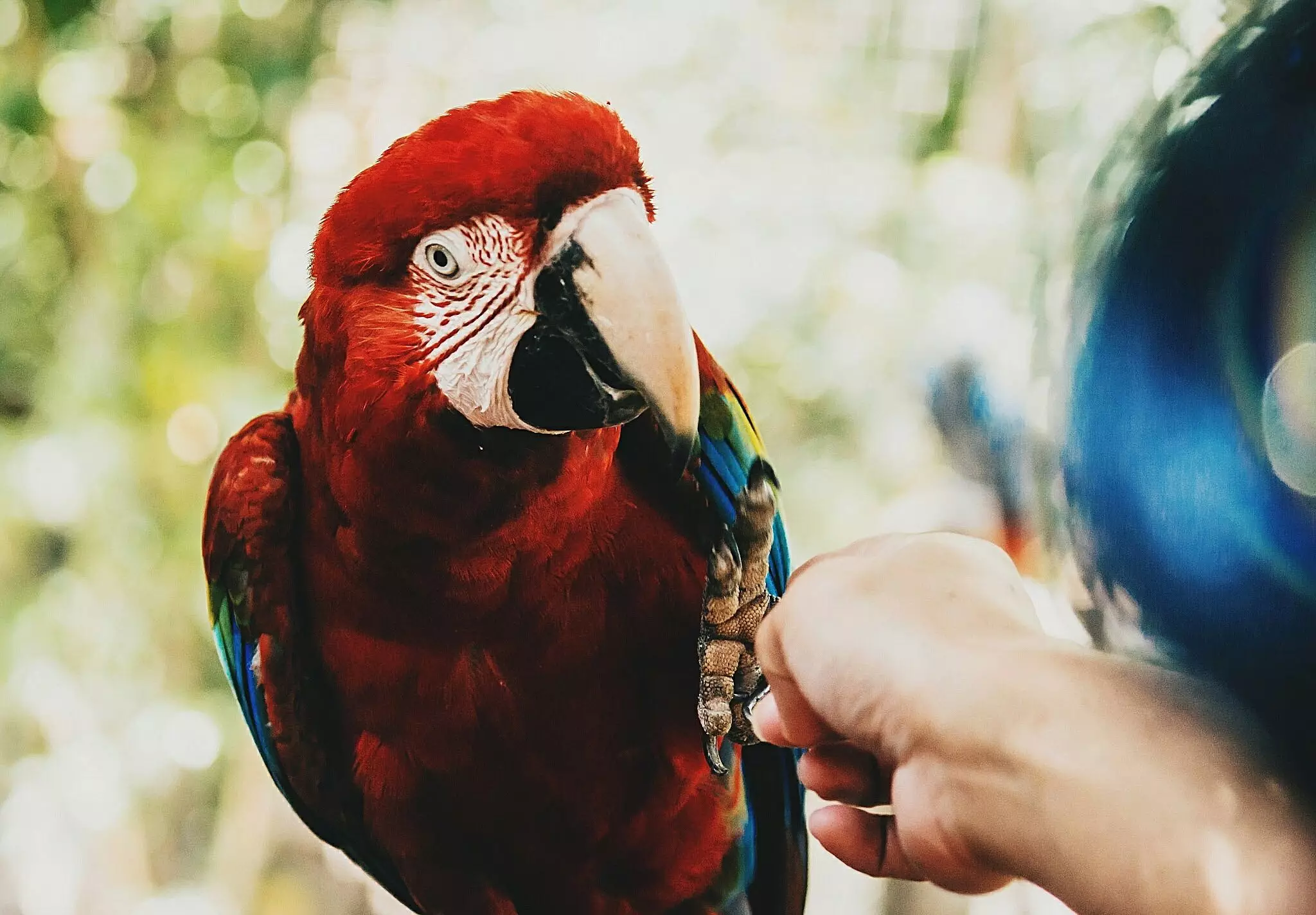 The Vibrant World of Parrots: An In-Depth Look at Popular Species