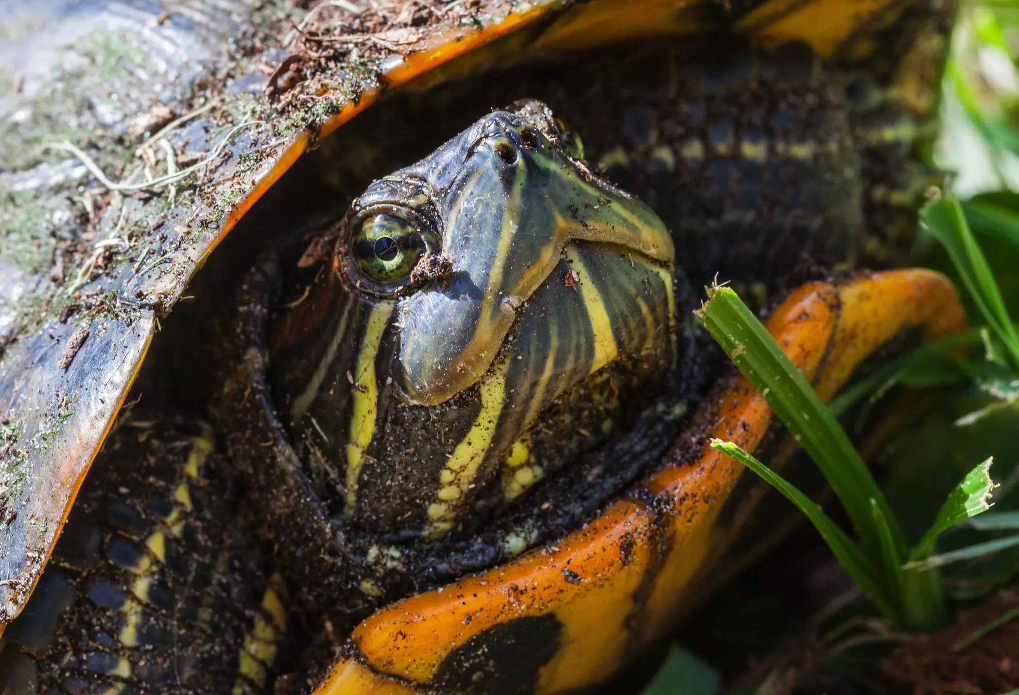 The Ultimate Guide to Caring for Yellow-Bellied Sliders: Your New Aquatic Companion