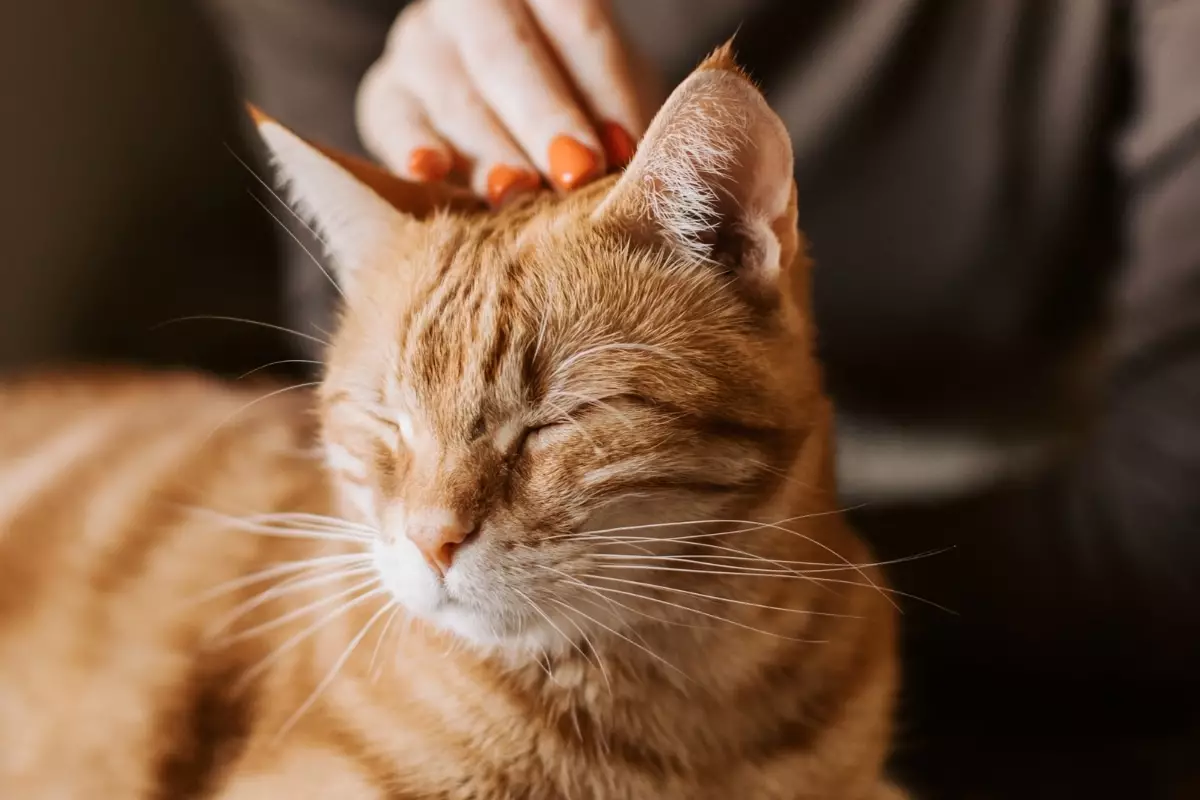 The Hidden Emotions of Our Feline Friends: Understanding Your Cat’s Affection