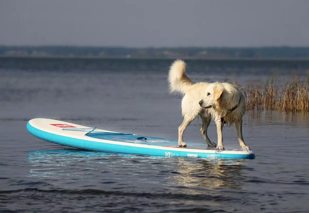 The Top Intelligent Dog Breeds That Excel at Learning Tricks