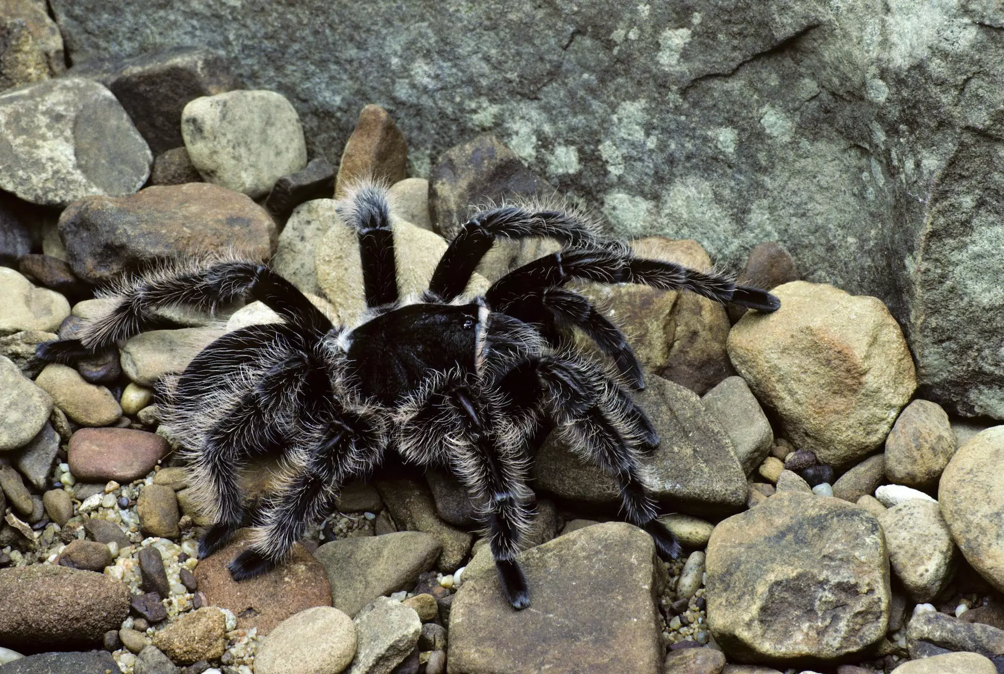 Understanding the Curly Hair Tarantula: A Comprehensive Guide