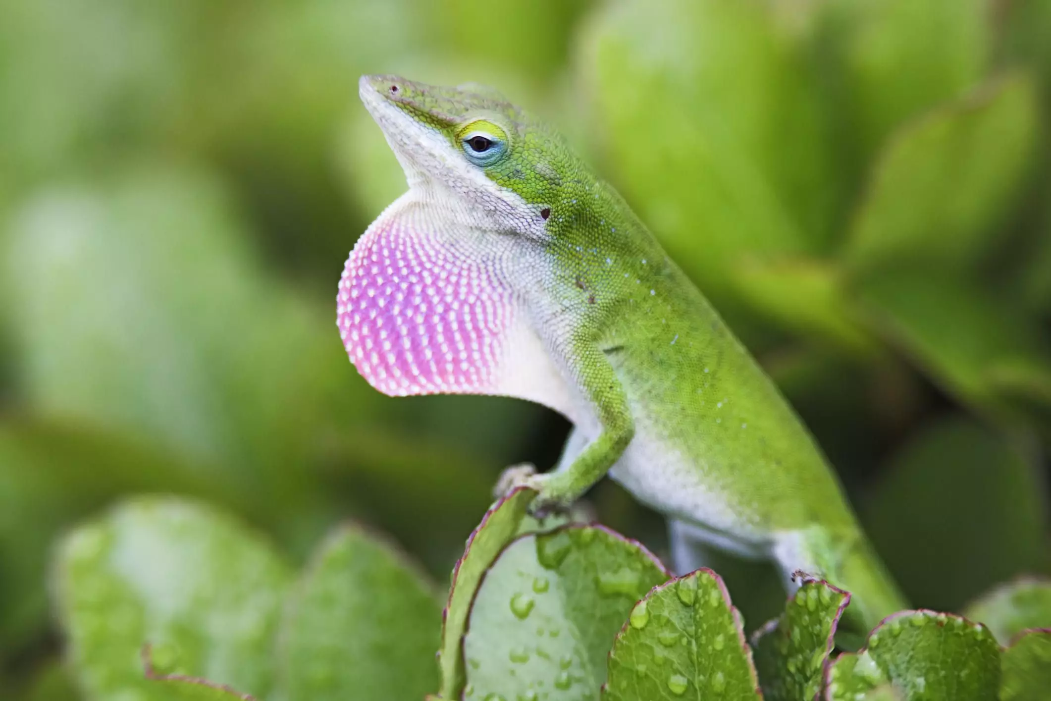 The Wonders and Challenges of Keeping Green Anoles as Pets