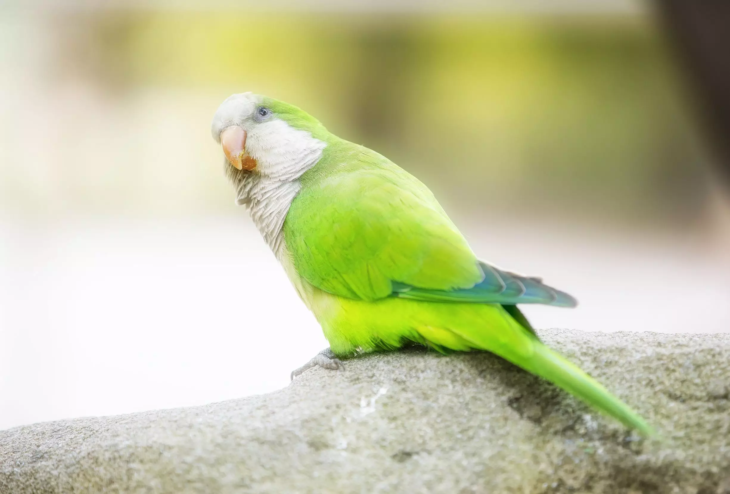 The Enchanting World of Quaker Parrots: Companionship and Care