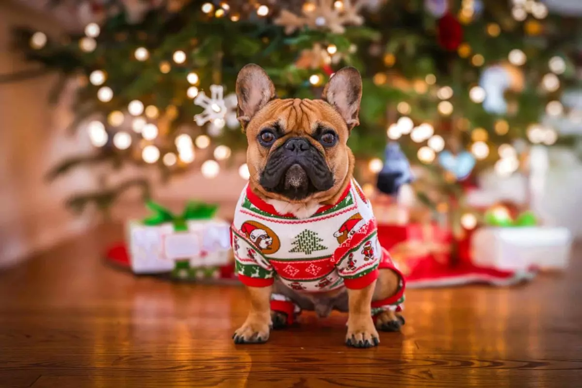 Ensuring a Joyful and Safe Holiday Season for Your Dog